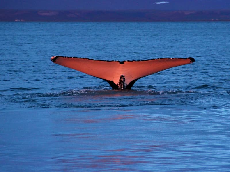 GG1 Whale Watching - Experience the Mammals of the Ocean