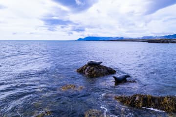 Seals at Ytri-Tunga