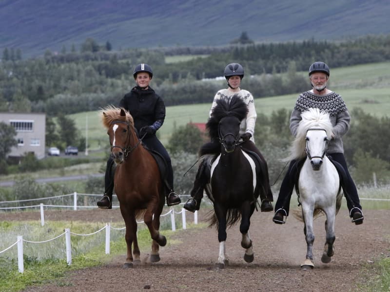 Brúnir - Horse, Home food and Art