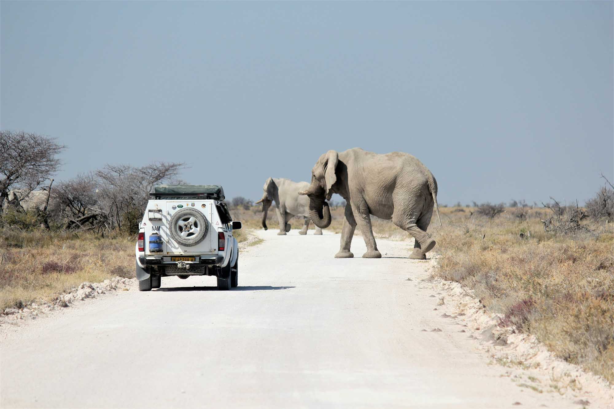 A white safari vehicle pauses on a dusty road in the African savanna as a herd of African elephants