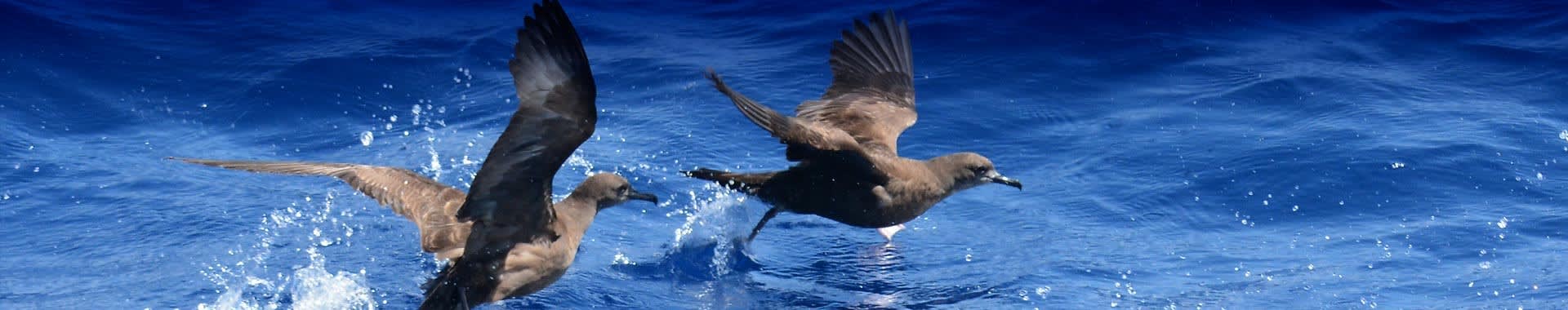 Three seabirds, appearing to be petrels or similar ocean birds, are captured in dynamic flight as