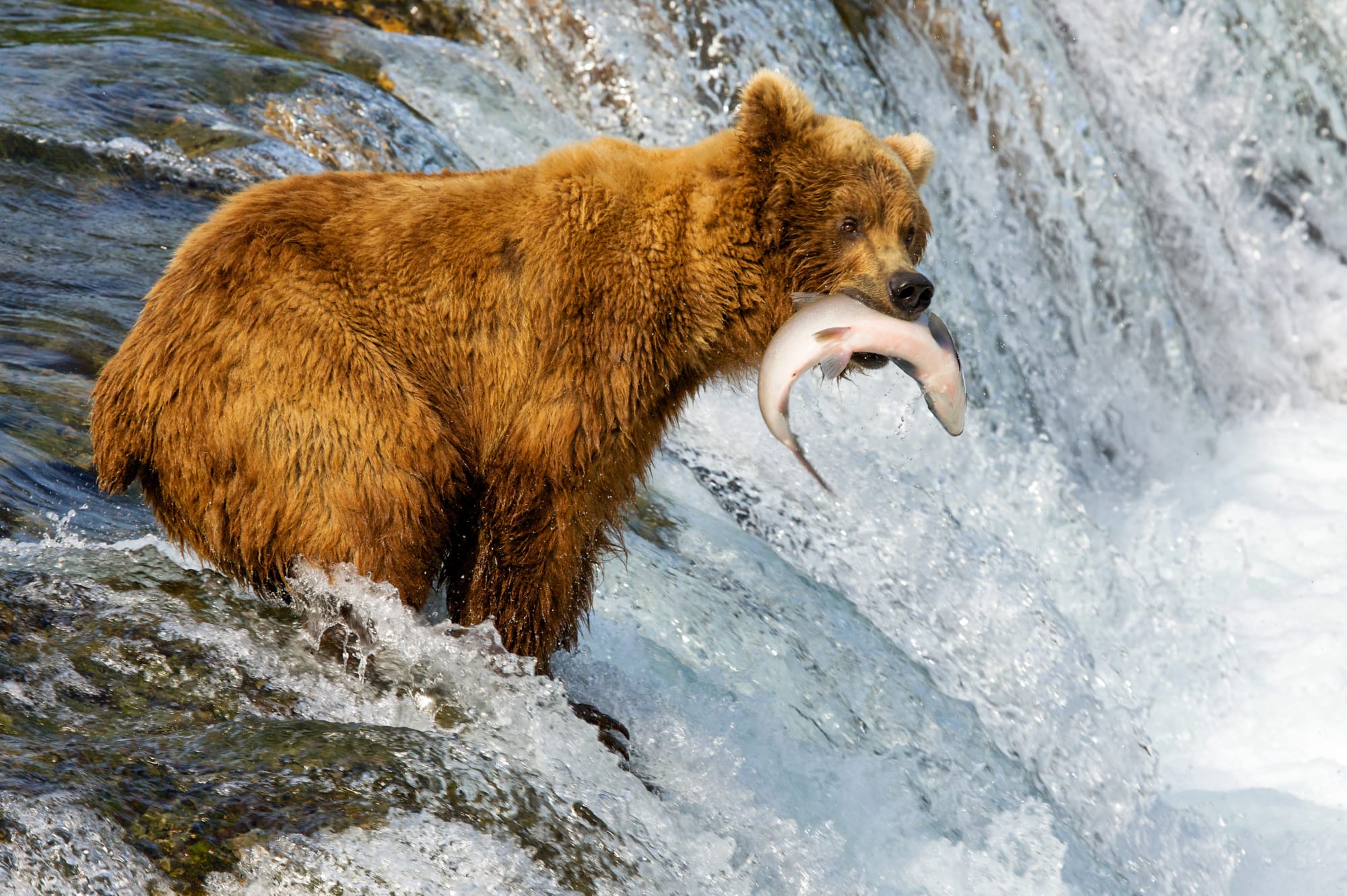 A large brown bear stands in a rushing waterfall, skillfully catching a salmon mid-leap. The bear's golden-brown fur contrasts with the white water and rocky background.