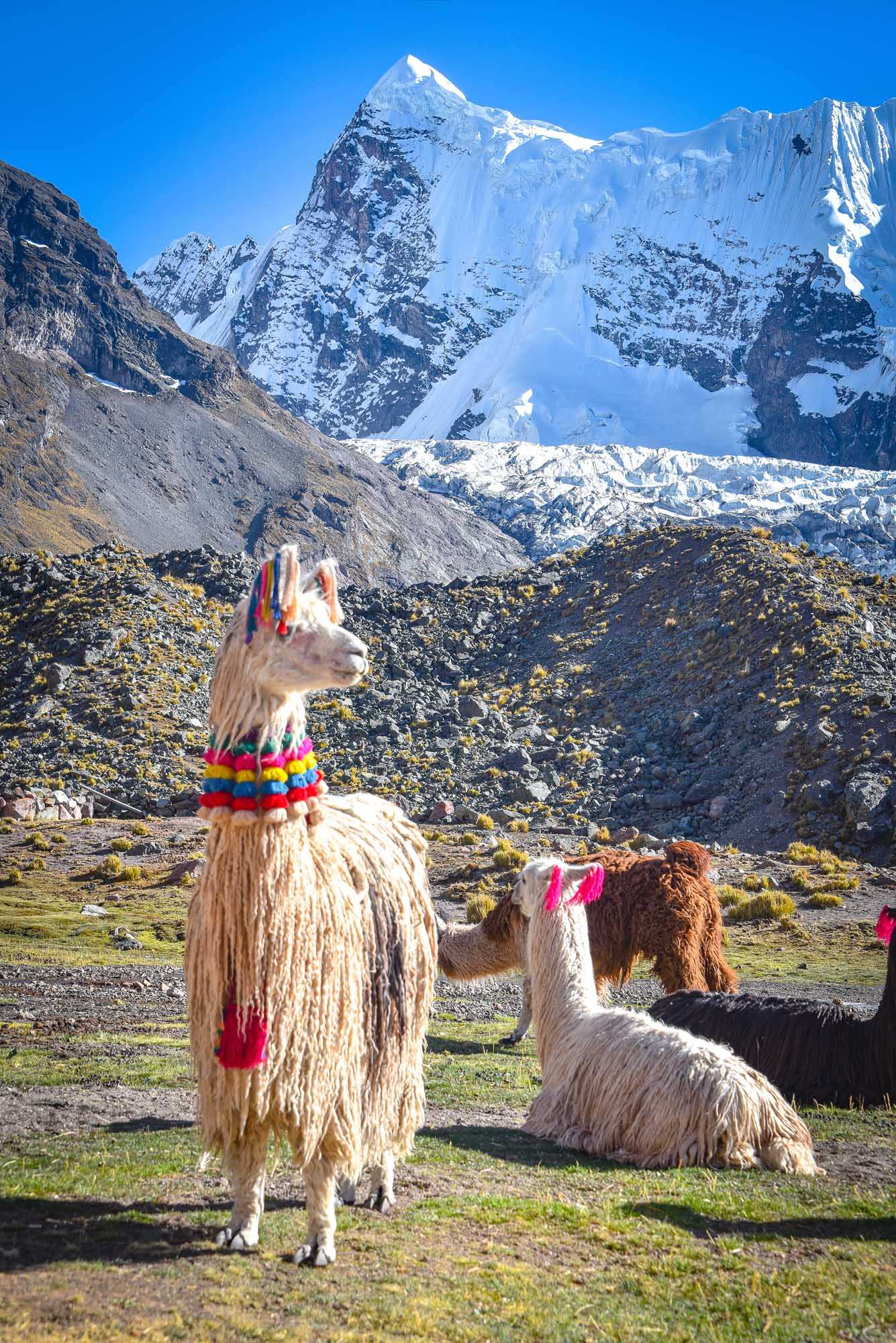 Decorated llamas grazing in a high-altitude alpine meadow with snow-capped peaks of the Cordillera