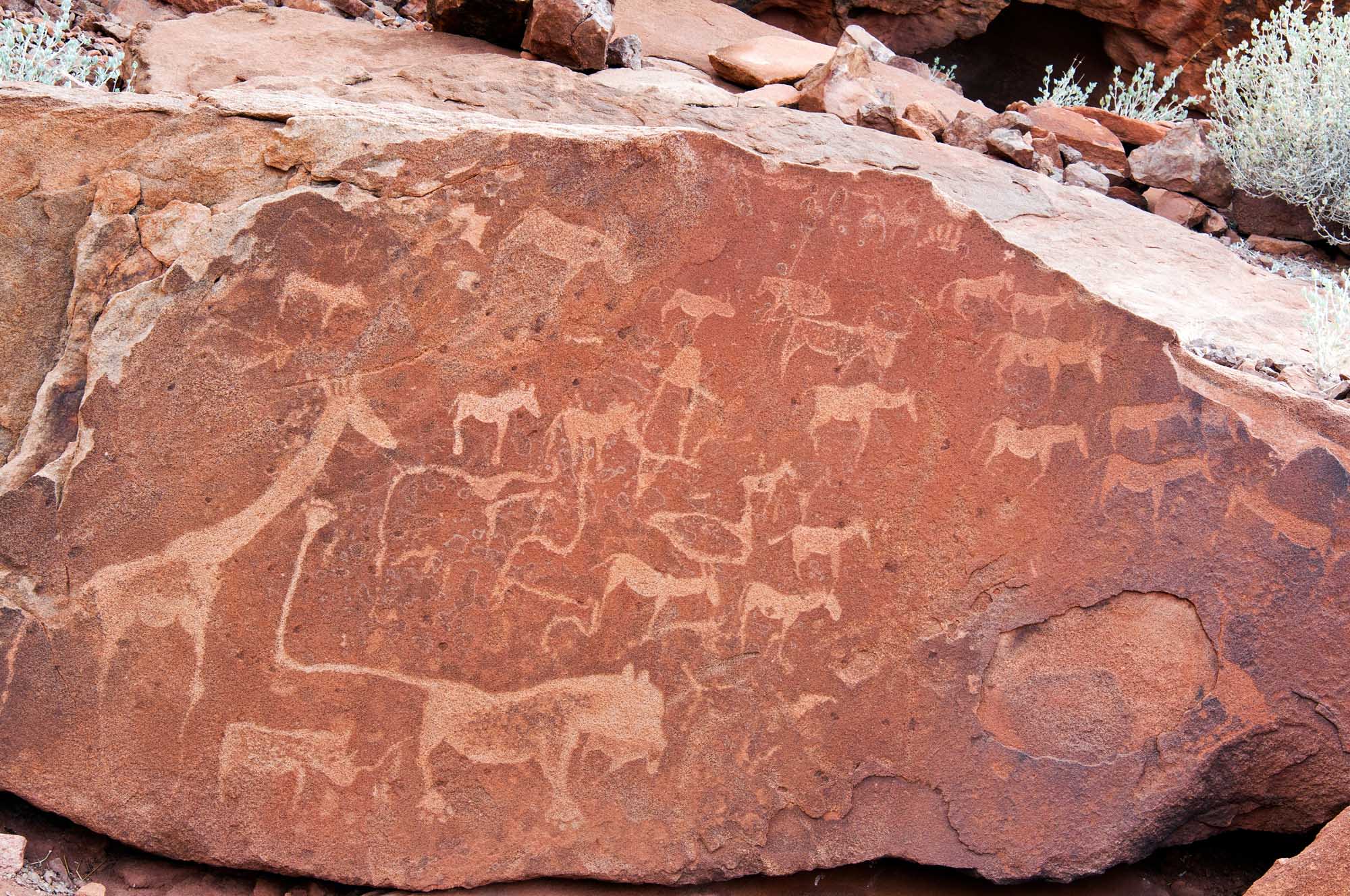 A detailed view of ancient petroglyphs and rock engravings carved into reddish-brown stone