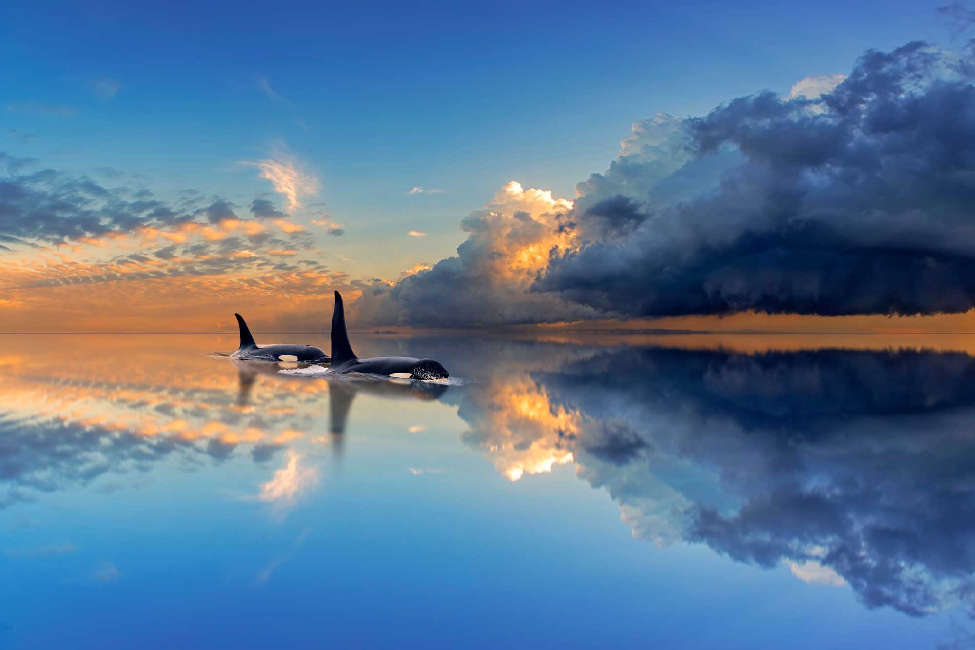 A breathtaking scene of two orca whales (Orcinus orca) surfacing in calm waters during sunrise