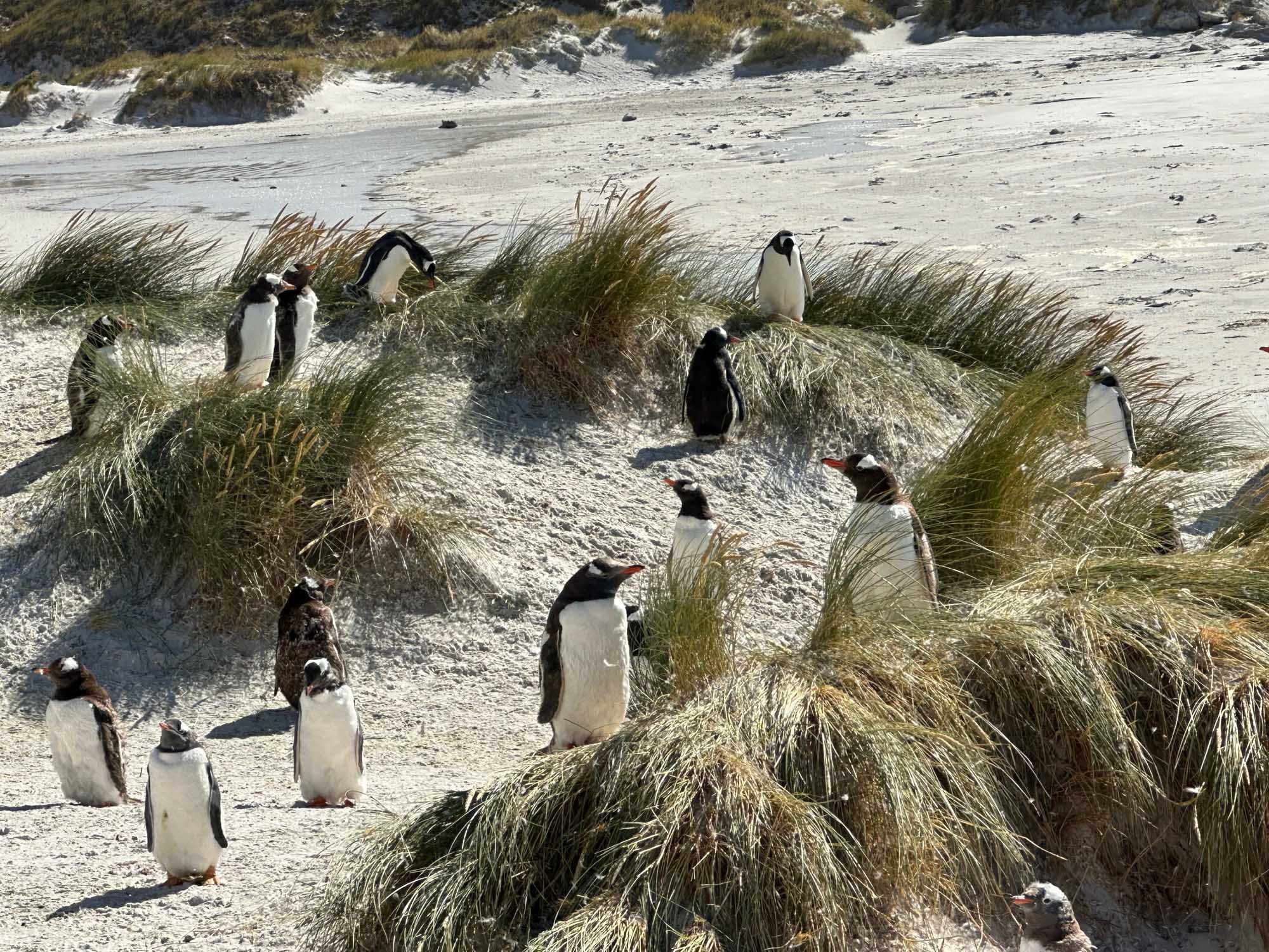 A group of penguins, including adults and juvenile chicks in dark downy plumage, gathered among
