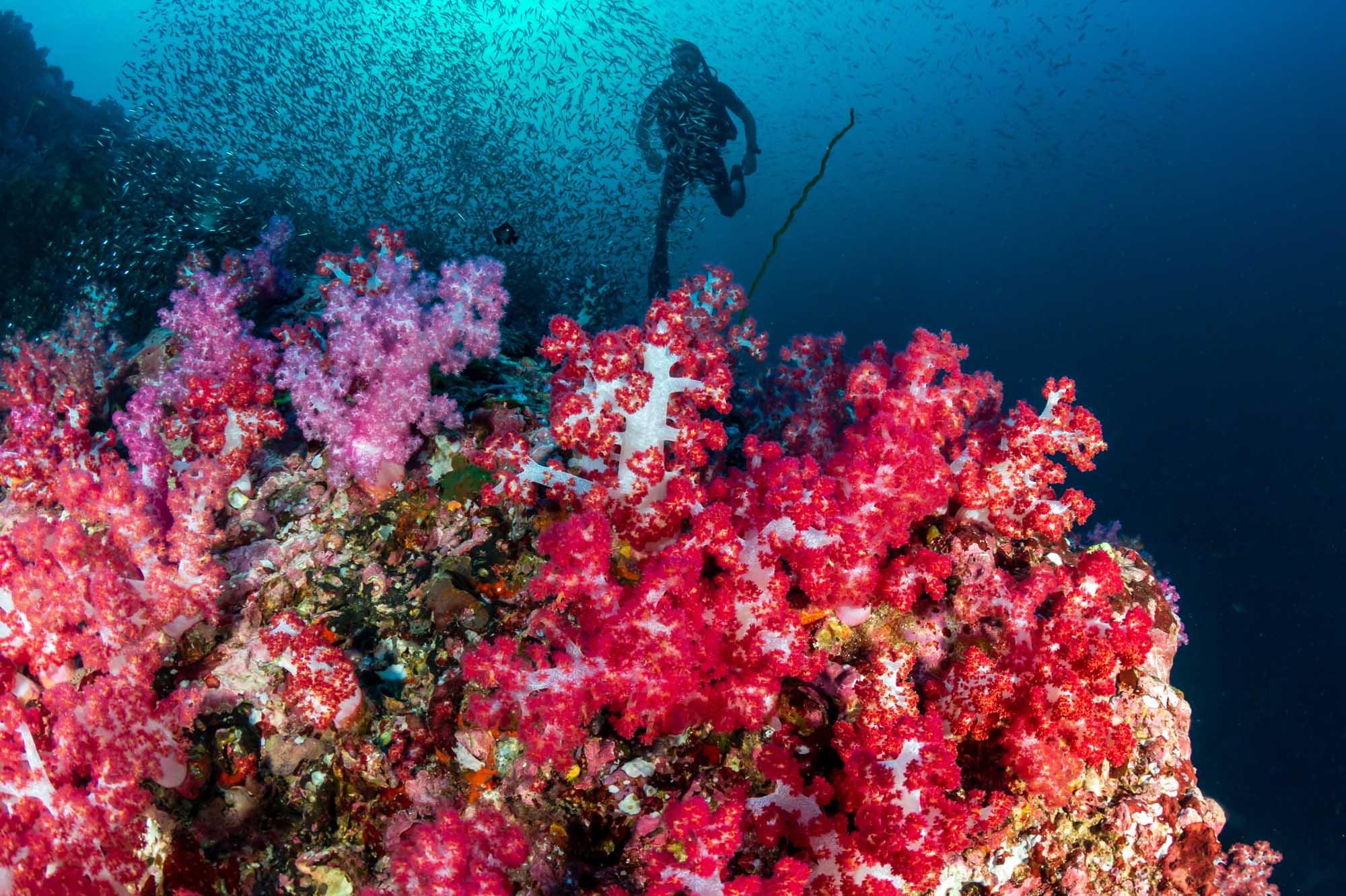 A scuba diver explores a spectacular tropical coral reef in the Mergui Archipelago, surrounded