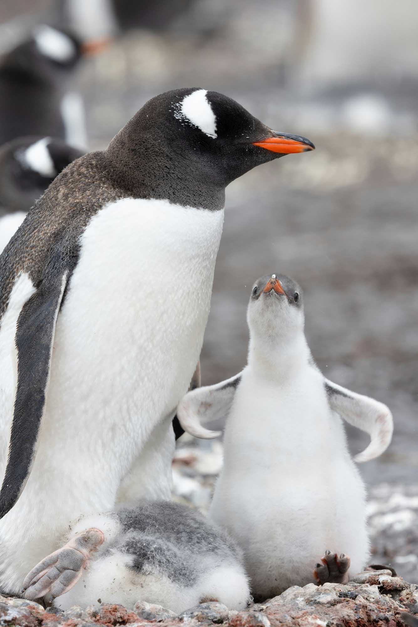 An adult Gentoo penguin stands protectively beside its fluffy gray and white chick on a rocky Antarctic shoreline. The adult displays the distinctive black and white plumage with orange-red beak and feet characteristic of the species, while the young penguin gazes upward in an endearing family moment.