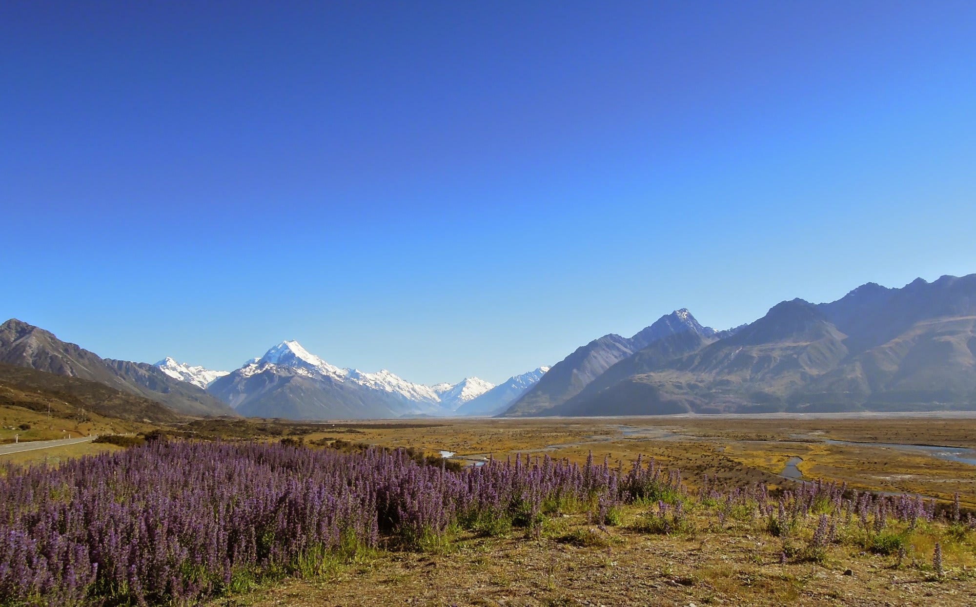 A pristine alpine valley landscape featuring vibrant purple lupine wildflowers in the foreground, a meandering river through a vast meadow, and dramatic snow-capped mountain peaks in the distance under clear blue skies. This scenic vista exemplifies the natural beauty of Alaska's interior wilderness.