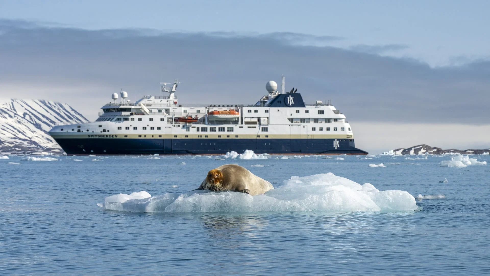 A white expedition cruise ship navigating through icy waters with a walrus resting on an ice floe in the foreground. Snow-covered mountains frame the serene polar seascape.
