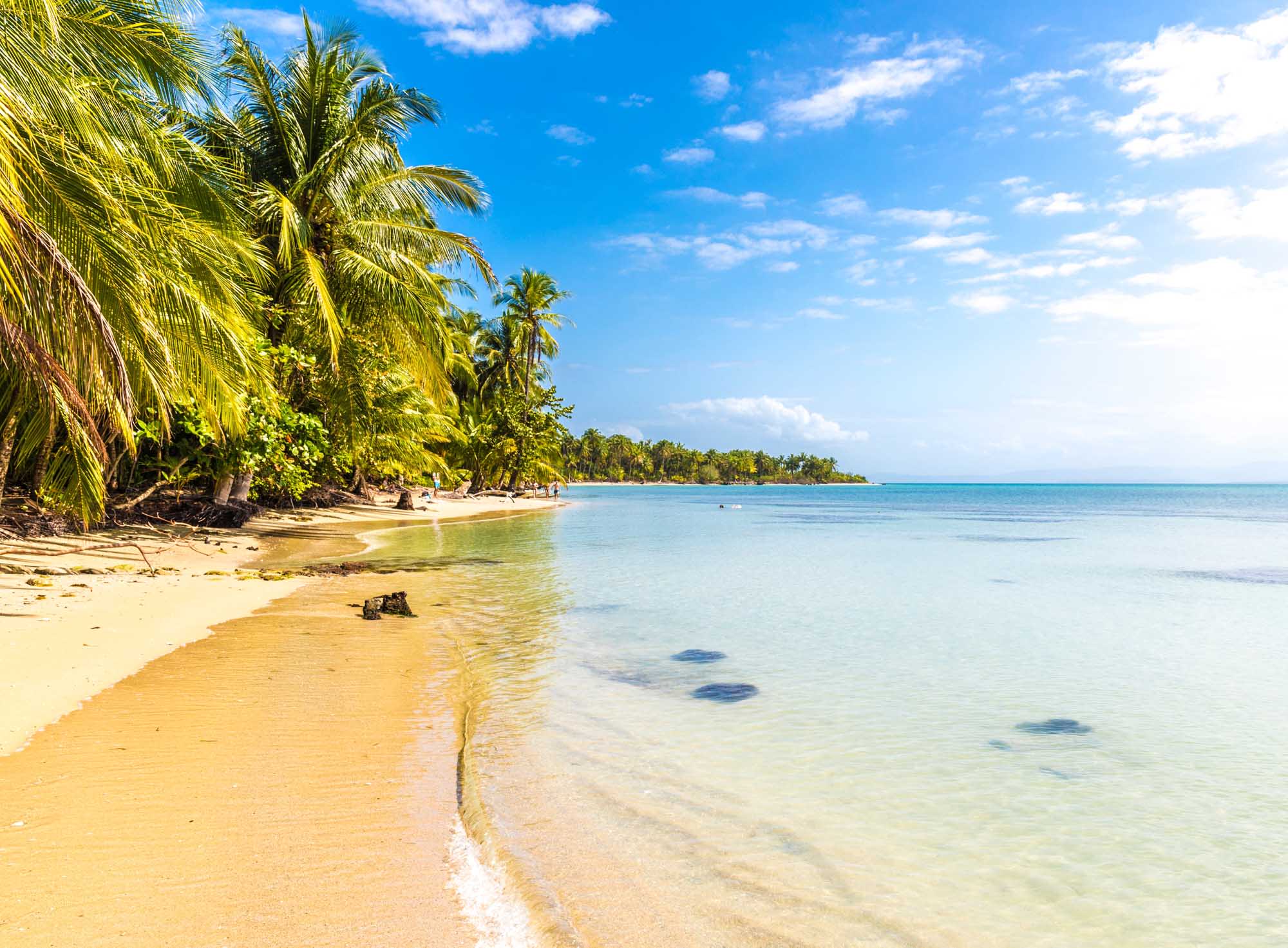 A pristine Caribbean beach with golden sand, crystal-clear turquoise waters, and lush palm trees