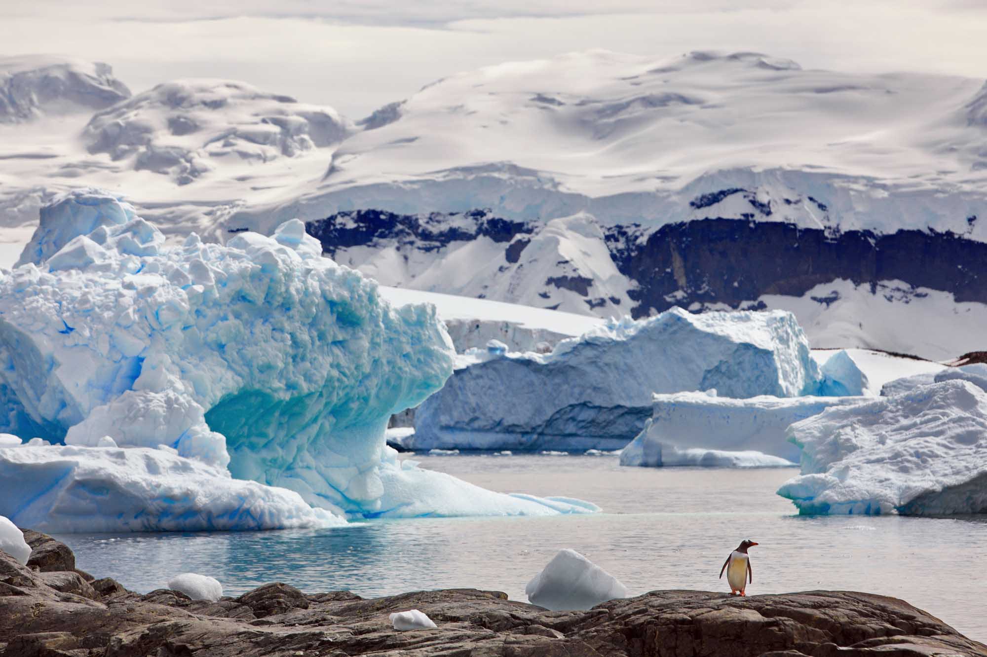 A solitary Gentoo penguin stands on a rocky outcrop in the foreground, overlooking a pristine Antarctic landscape dotted with turquoise and white icebergs floating in calm waters, with snow-covered mountains and glaciers visible in the distance.