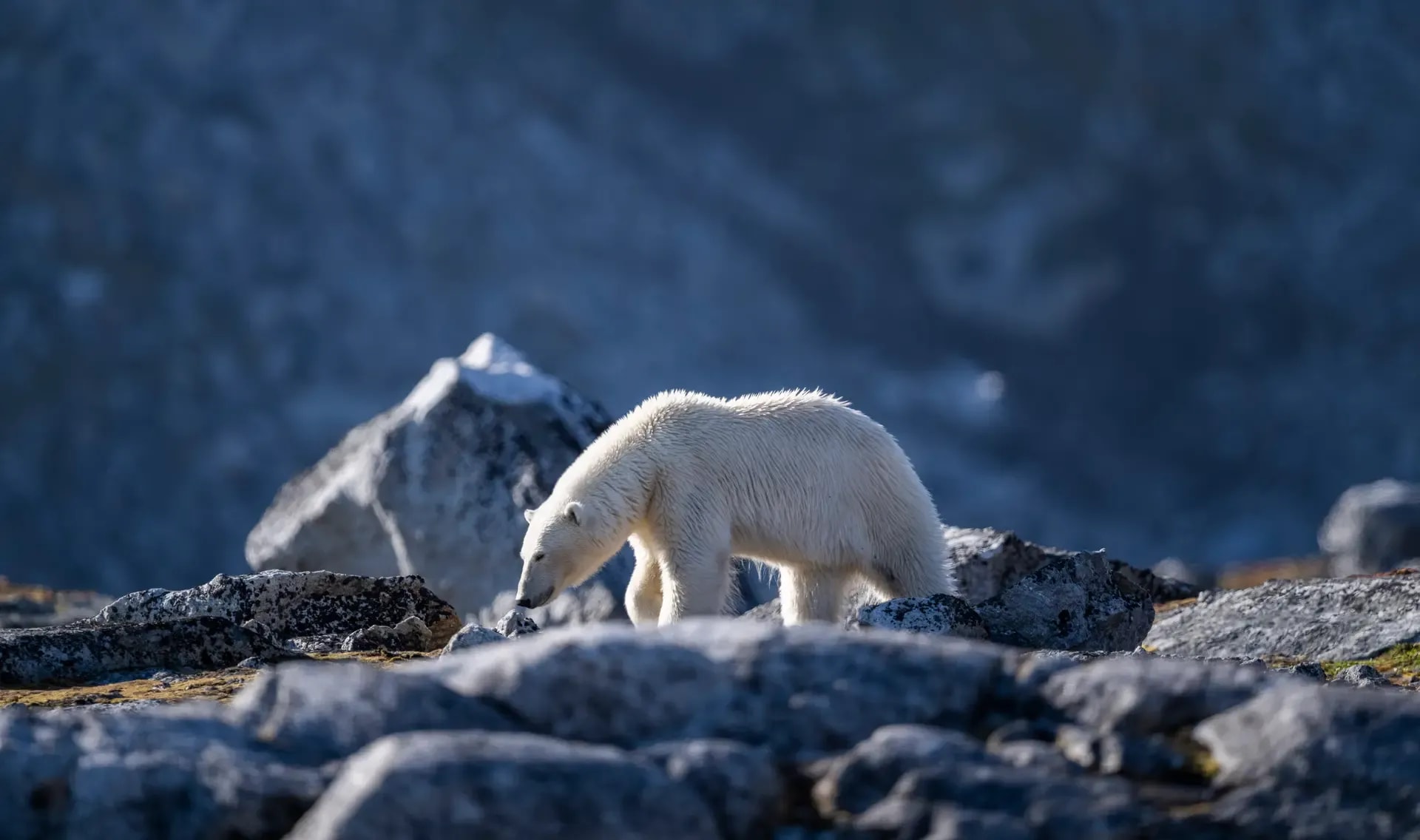 A white polar bear walks across rocky Arctic terrain with snow-capped mountains visible in