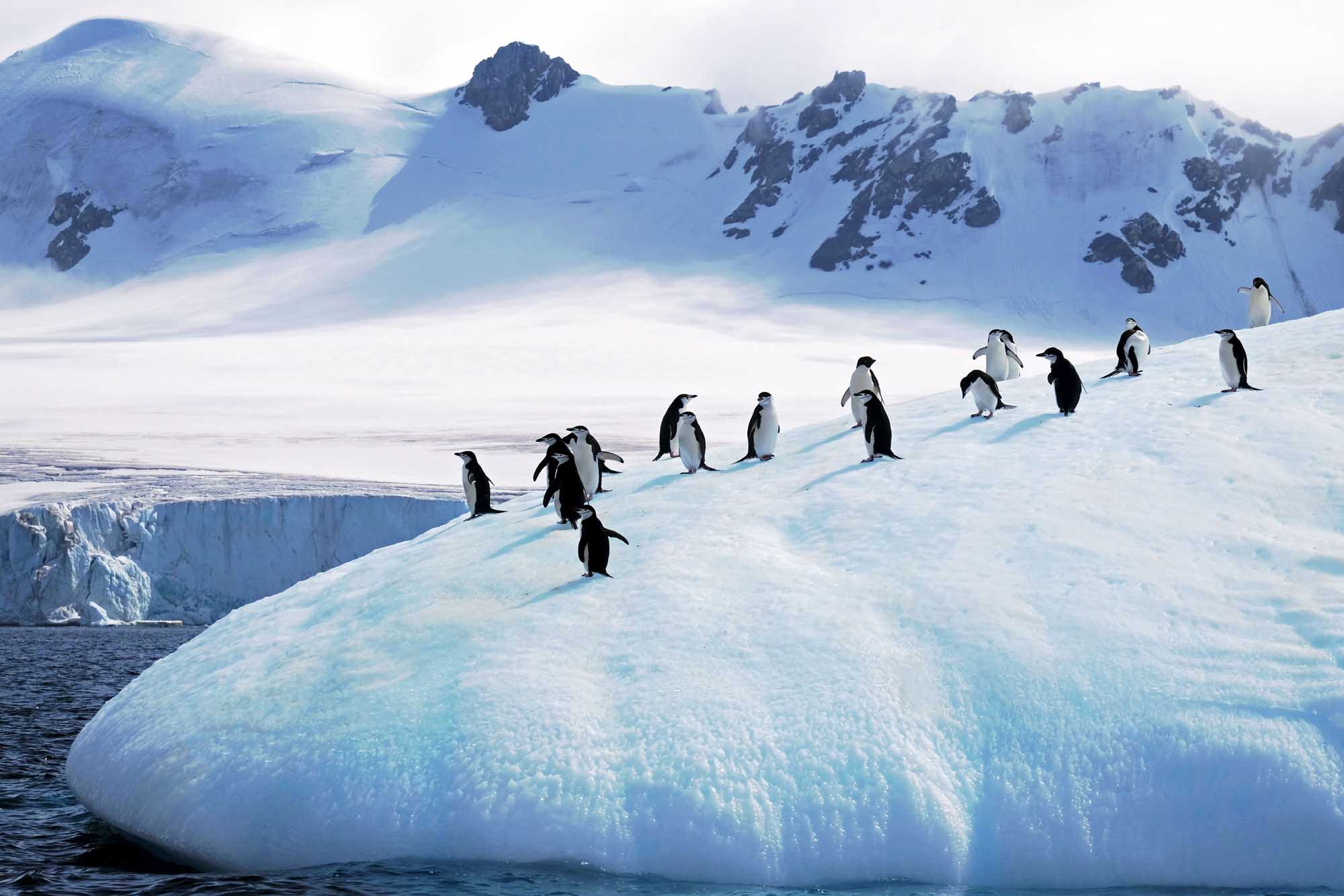 A group of chinstrap penguins waddles across a snow-covered iceberg in Antarctica, with snow-capped mountains and glaciers visible in the background. The penguins traverse the pristine white ice landscape against a backdrop of dramatic polar peaks and blue-tinted glacial formations.