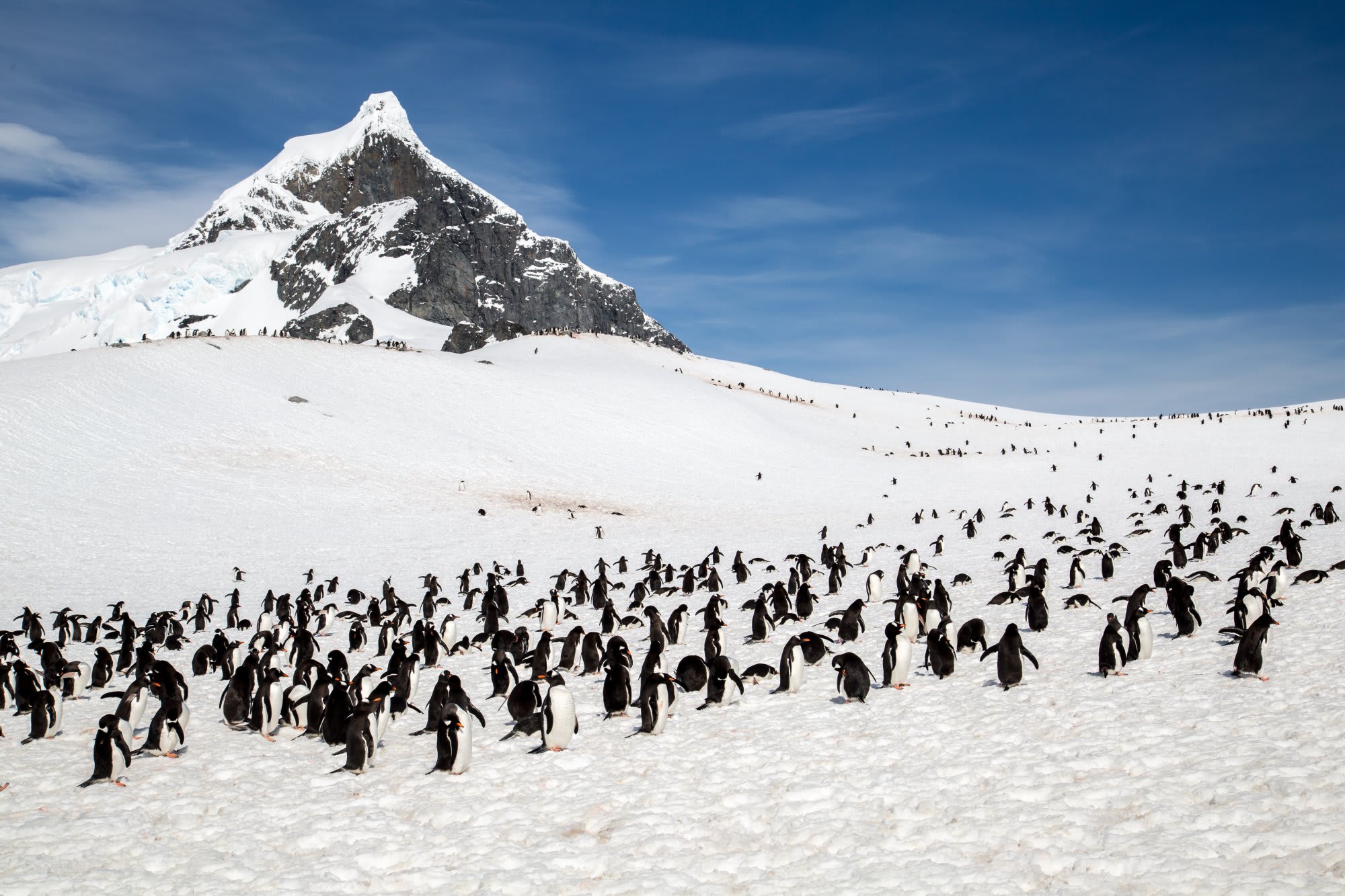 A large group of penguins gathered on a snow-covered slope with a dramatic, snow-capped mountain in the background. The scene captures the harsh yet beautiful Antarctic wilderness.
