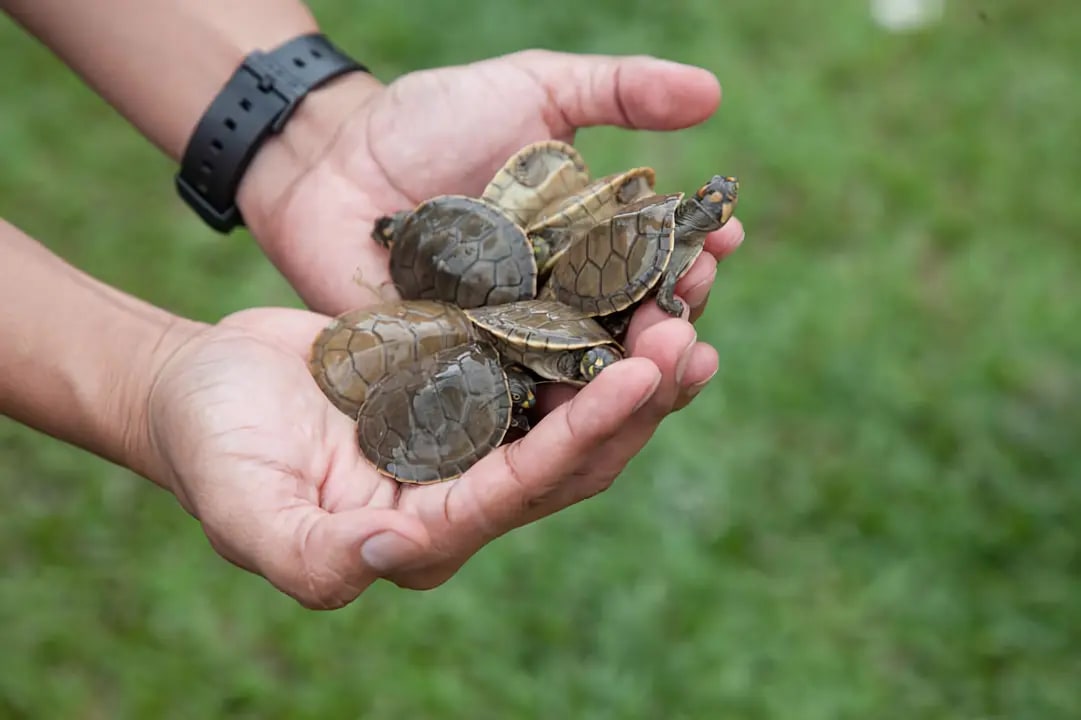 A close-up photograph of three newly hatched sea turtle hatchlings being carefully held in human