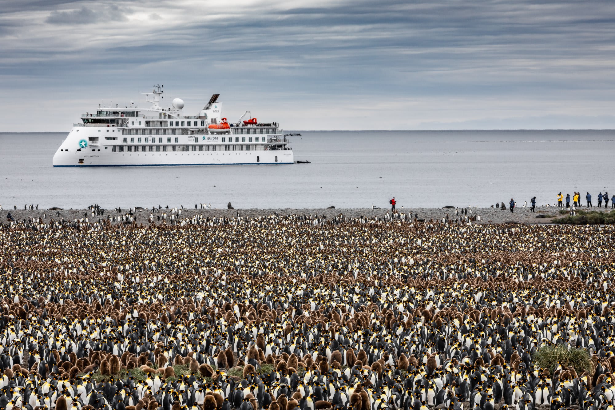 An expedition cruise ship anchors offshore while thousands of king penguins gather on a rocky beach