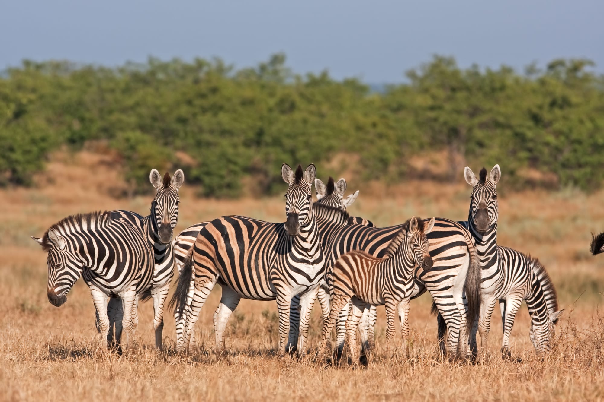 A family group of zebras stands alert in their natural habitat, displaying the distinctive black