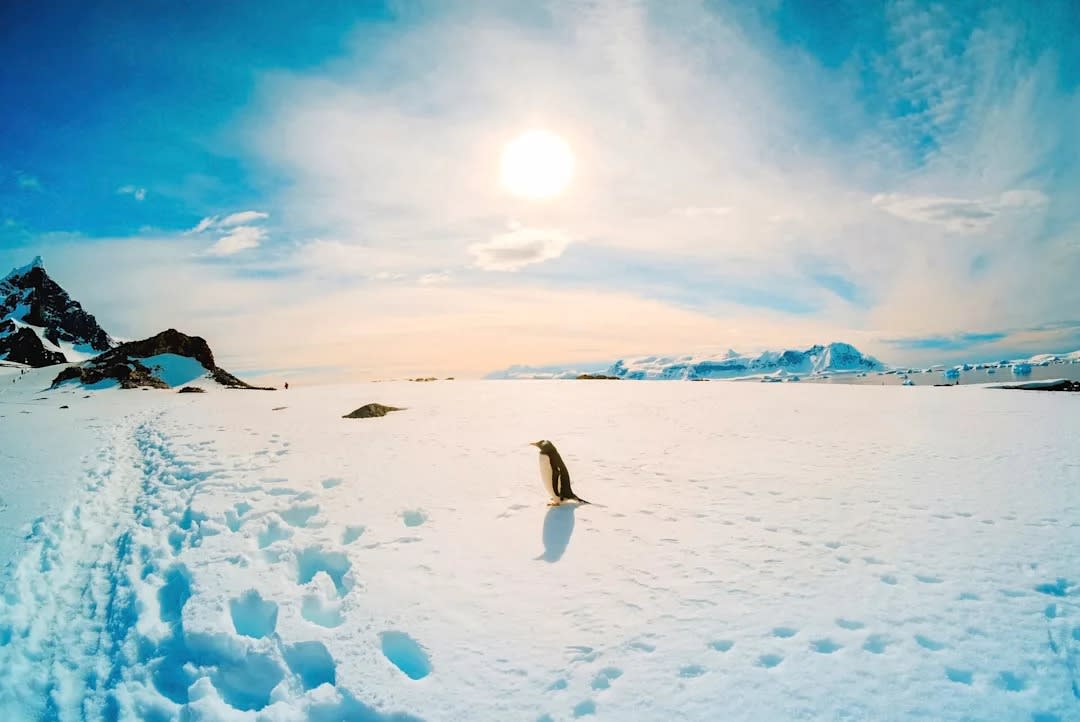A solitary penguin walks across a vast expanse of white ice and snow in Antarctica, with rocky