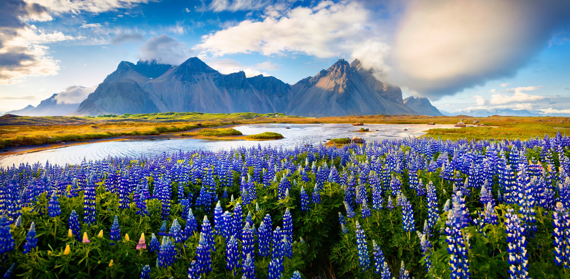 A stunning Icelandic landscape featuring vast fields of vibrant blue lupine flowers in