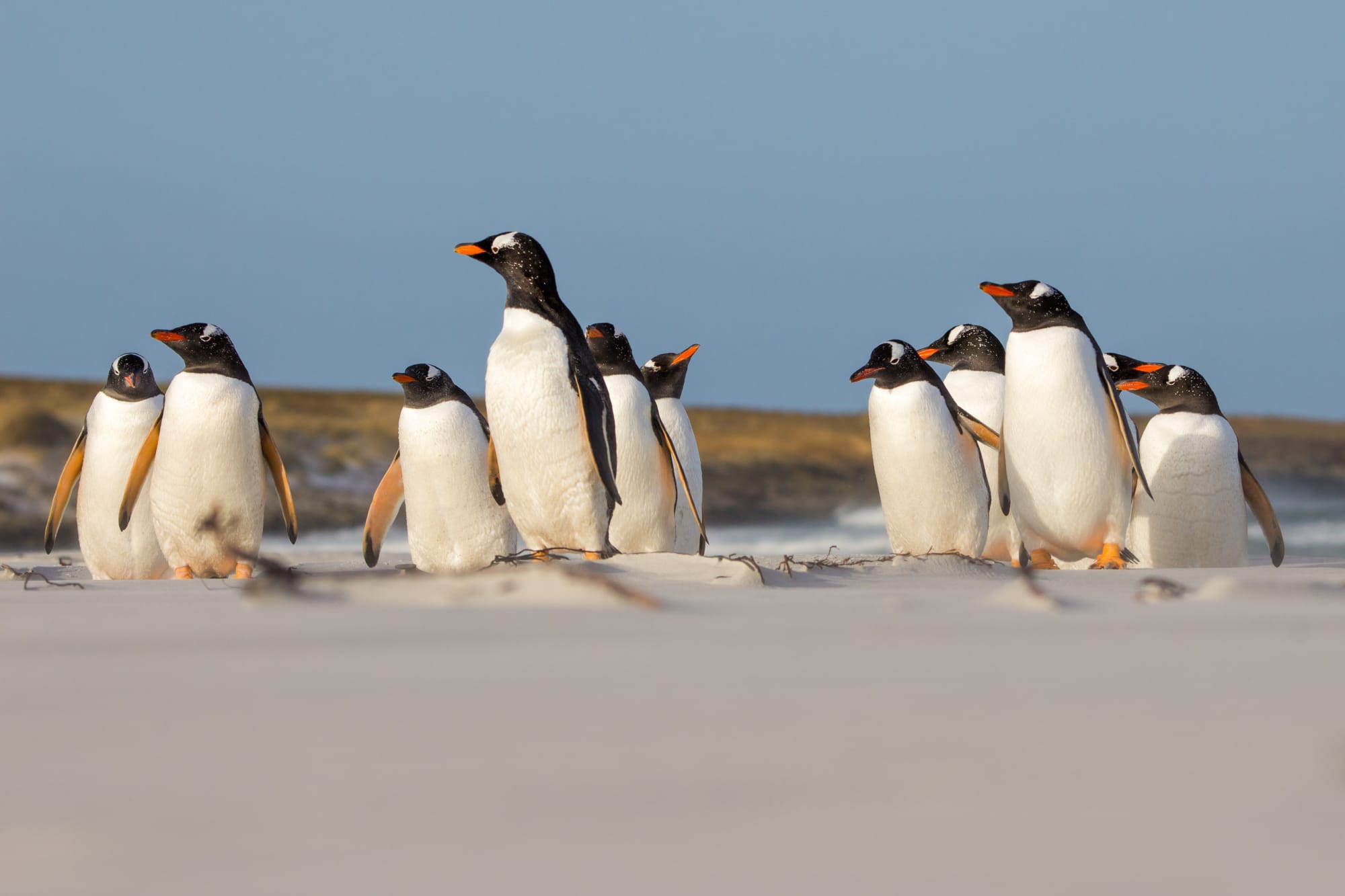 A group of King penguins stands together on a sandy beach with a clear blue sky and rocky coastline in the background. The penguins display their characteristic black and white plumage with distinctive orange and yellow markings on their heads and flippers.