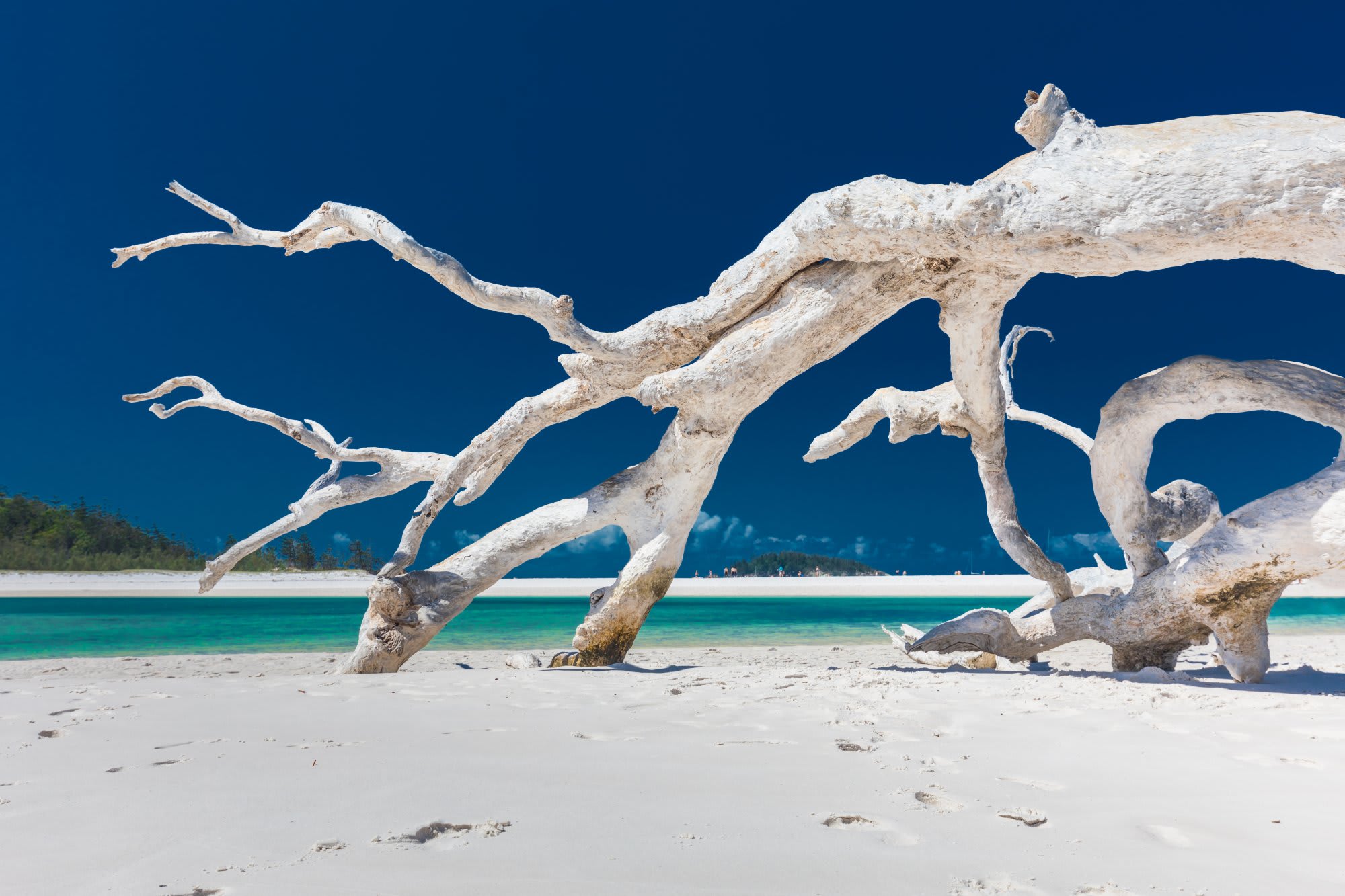 Bleached, twisted driftwood branches emerge from a white sandy beach with turquoise waters and