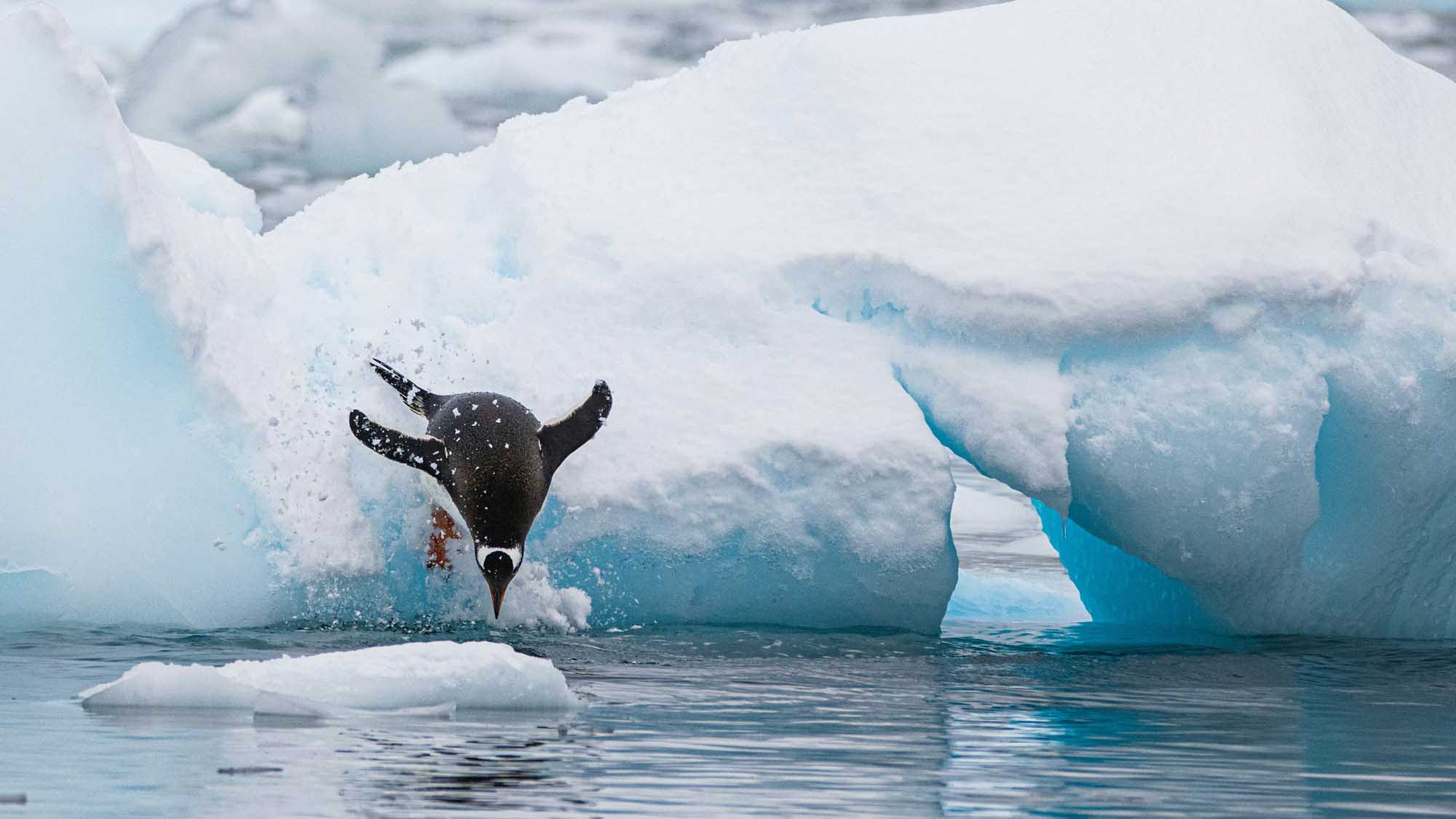 A dramatic action shot of a penguin breaching out of the turquoise Antarctic waters among large white and blue icebergs. The penguin launches itself explosively onto the ice with snow and water spray, showcasing the dynamic wildlife of the polar region.