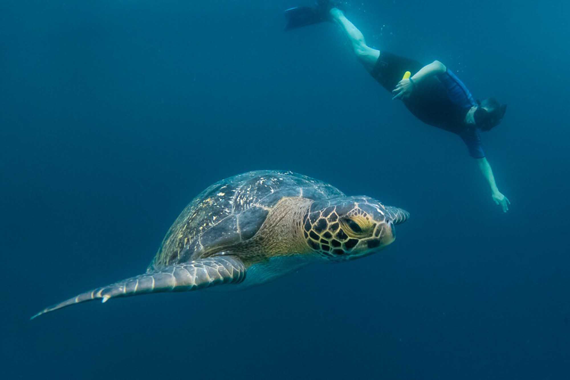 A green sea turtle glides gracefully through clear blue ocean waters while a snorkeler observes