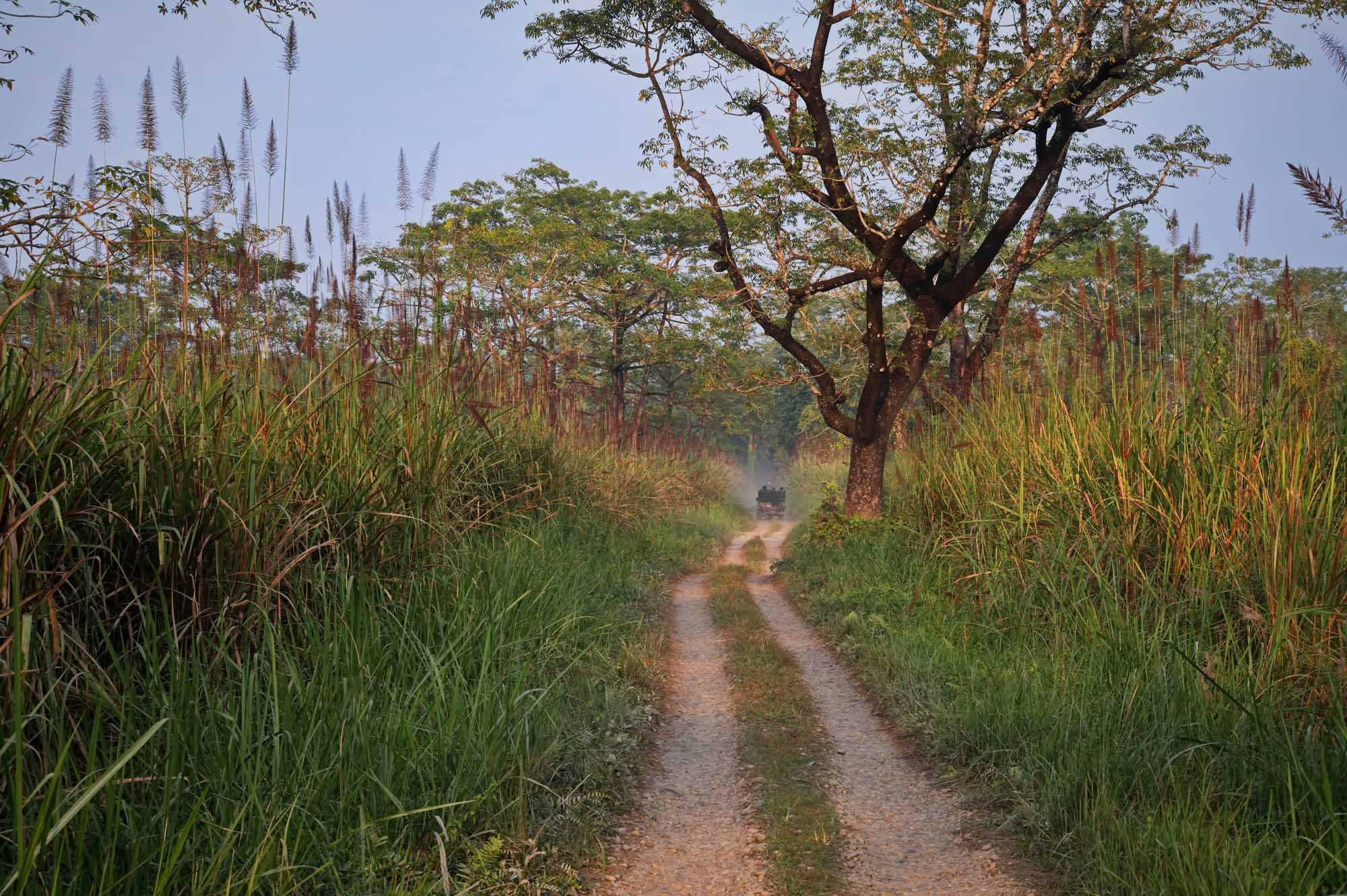 A rugged dirt road stretches through the lush grasslands and dense jungle of Chitwan National Park