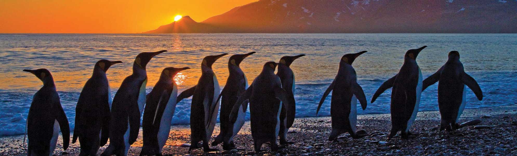 A striking silhouette of a large group of king penguins wading and standing on a pebbly beach