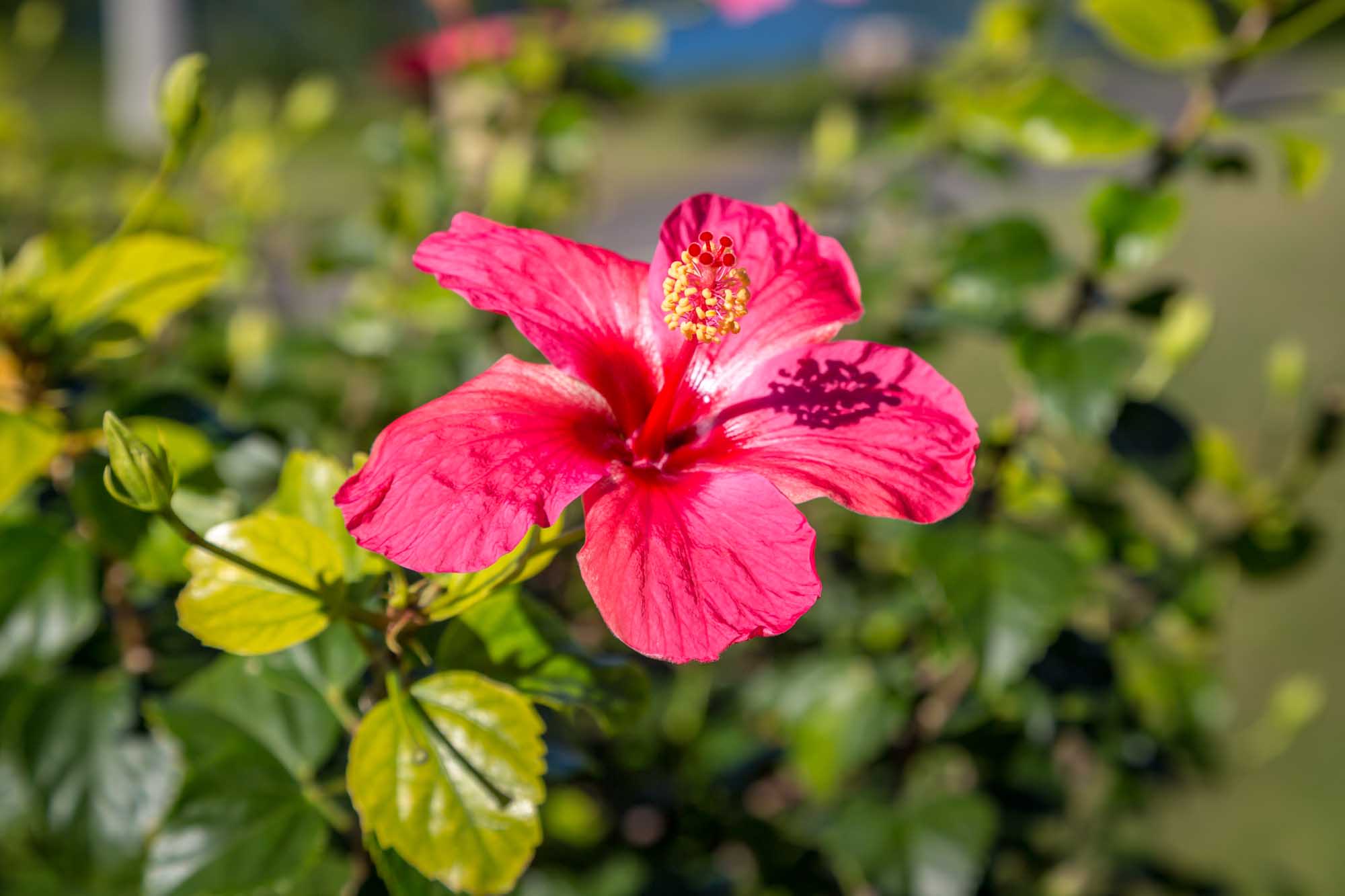 A vibrant pink hibiscus flower with delicate petals and a distinctive yellow stamen in full bloom