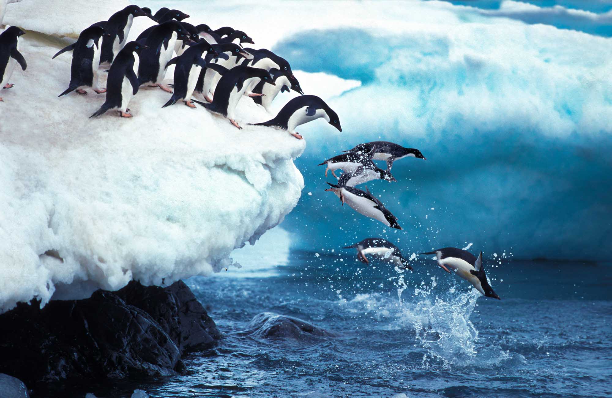 A dynamic scene of Adelie penguins diving into the ocean from an ice shelf, with a group of penguins perched on the snowy edge preparing to leap while others splash into the bright blue Antarctic waters below.