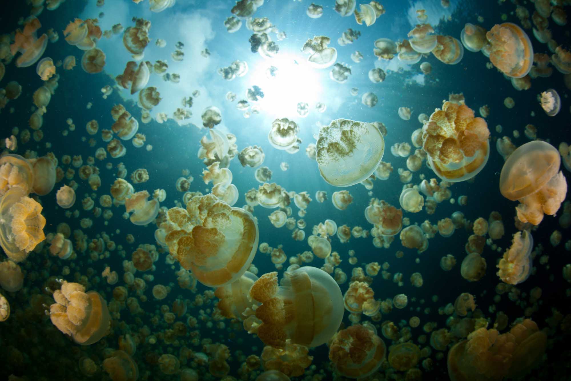 Thousands of golden jellyfish (Mastigias papua etpisonii) fill a marine lake in the Republic