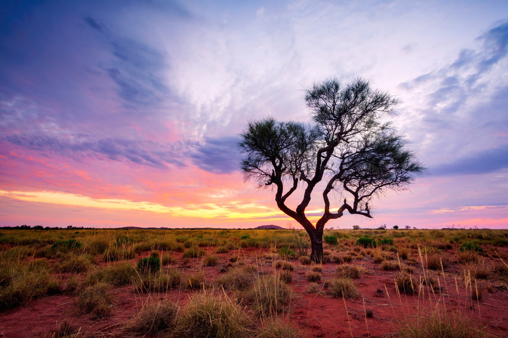 A solitary acacia tree silhouetted against a dramatic sunset sky in an expansive African savanna
