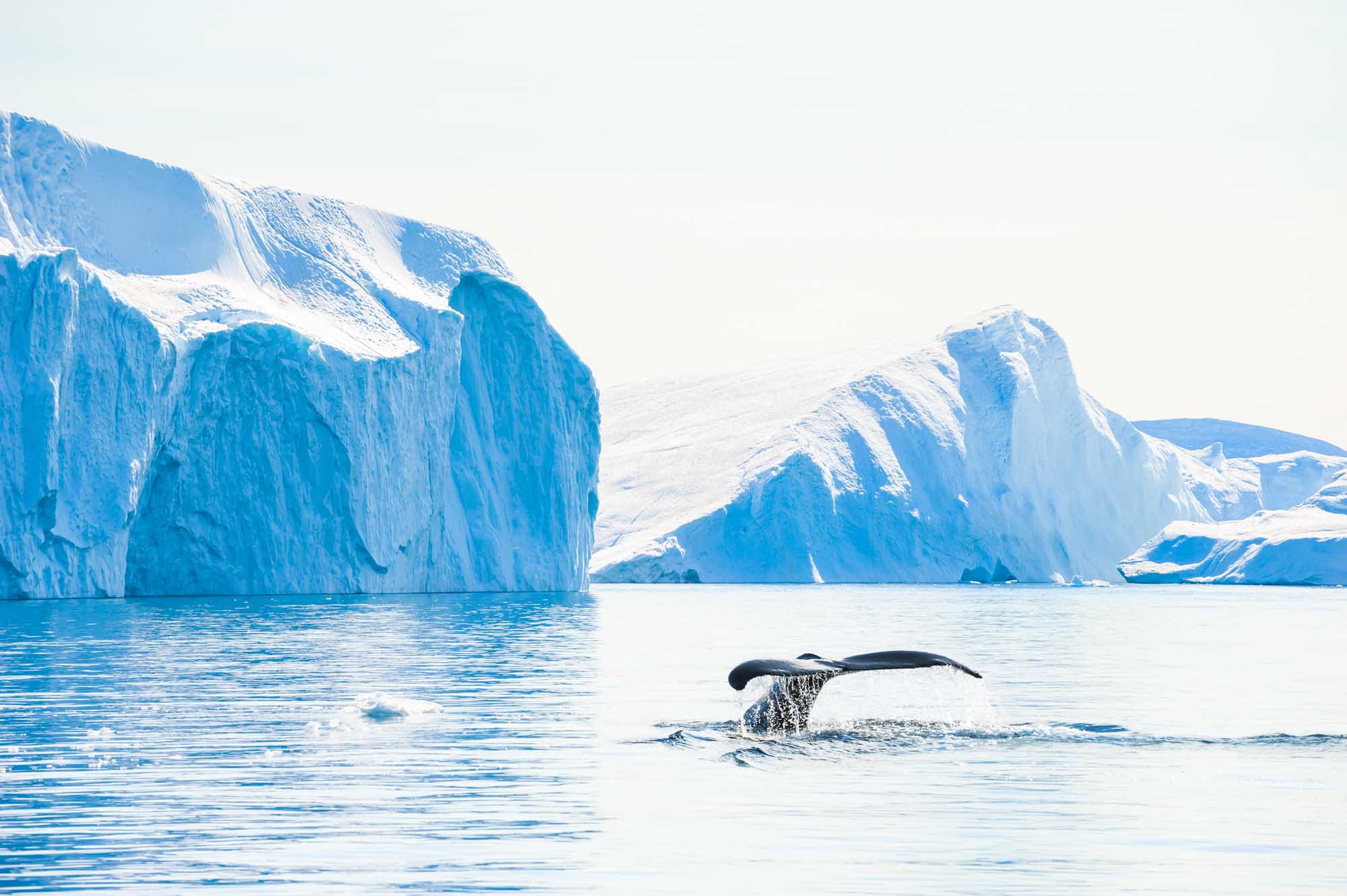 A dramatic arctic scene featuring a humpback whale diving with its tail flukes raised above