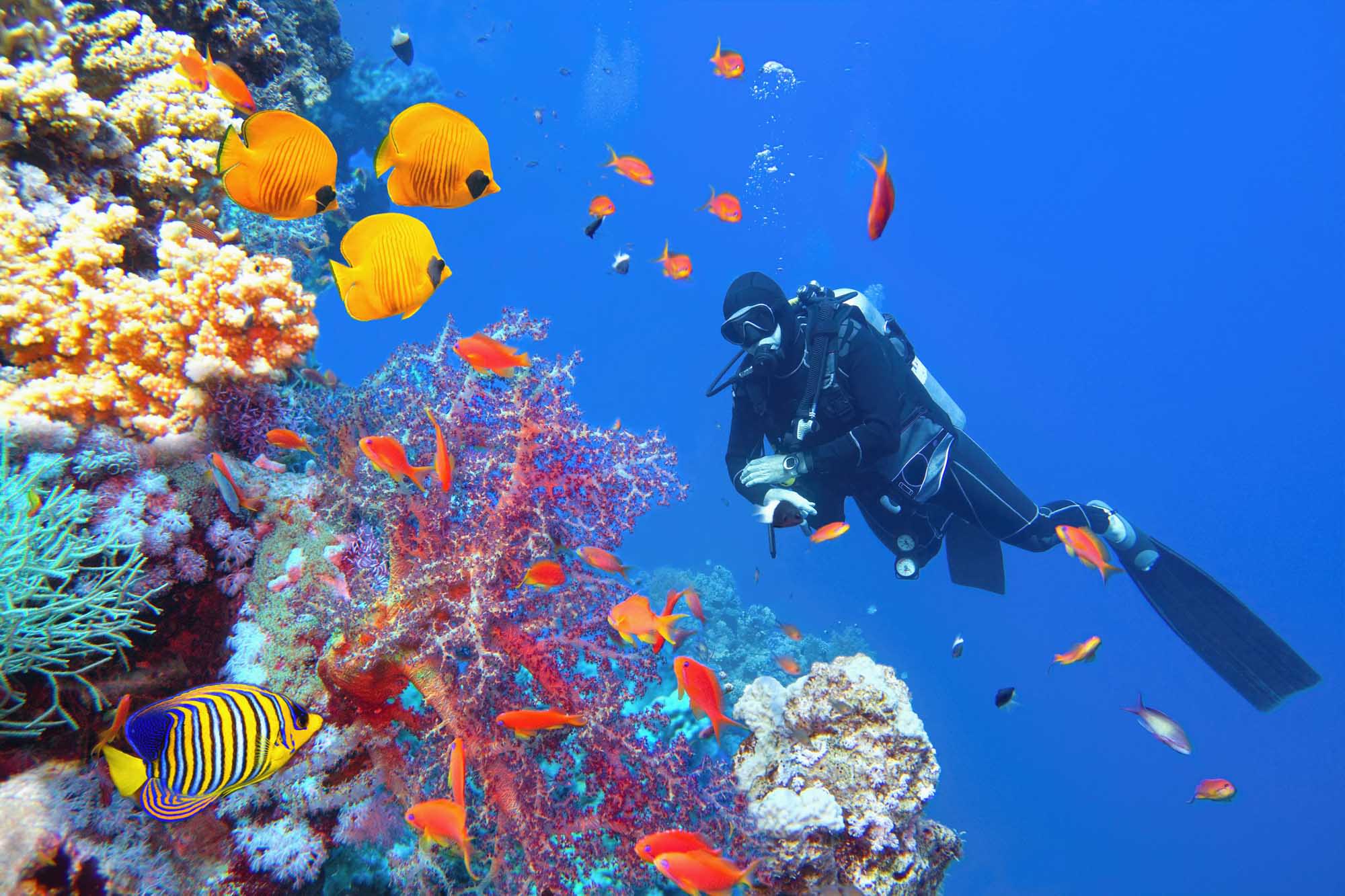 A scuba diver in full gear explores a spectacular coral reef teeming with colorful tropical fish