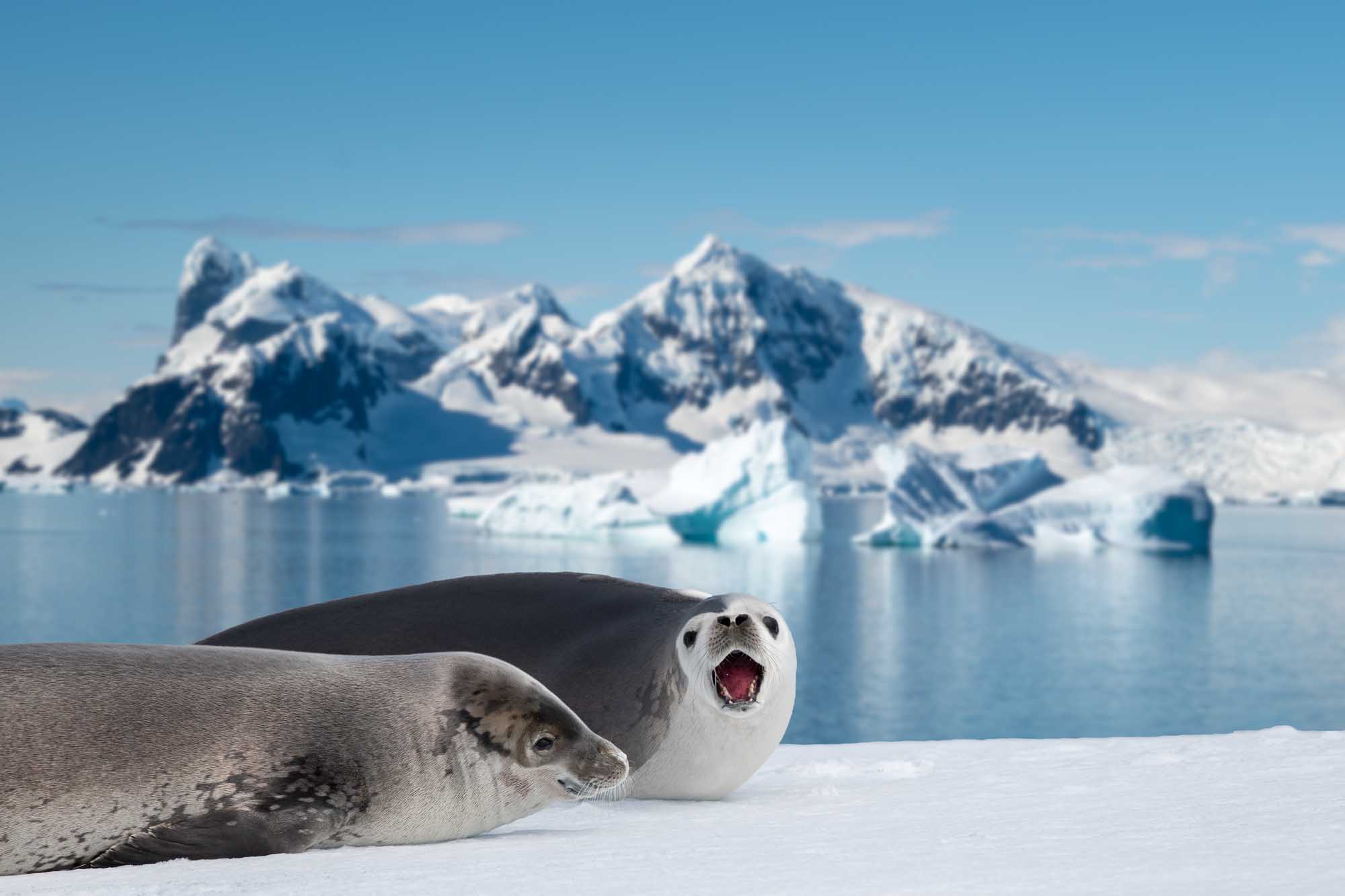Two Weddell seals rest on pristine sea ice in Antarctica, with one yawning widely while the other