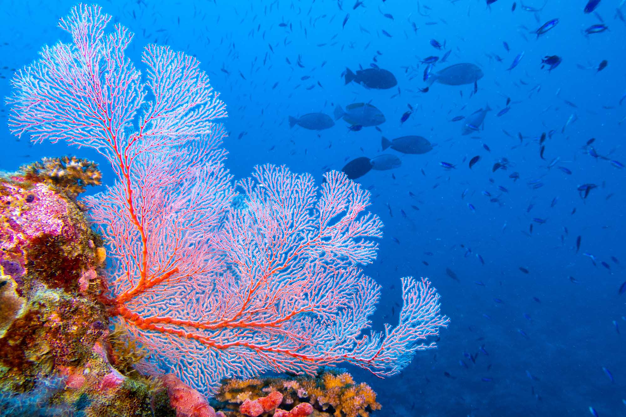 A vibrant underwater scene showcasing a large pink and blue fan coral with delicate branching