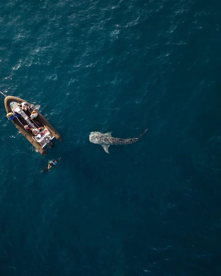 An aerial view of a small recreational boat with passengers observing a large whale swimming nearby in deep blue ocean waters. The whale's back and dorsal fin are clearly visible as it surfaces, creating an unforgettable wildlife encounter during a marine excursion.