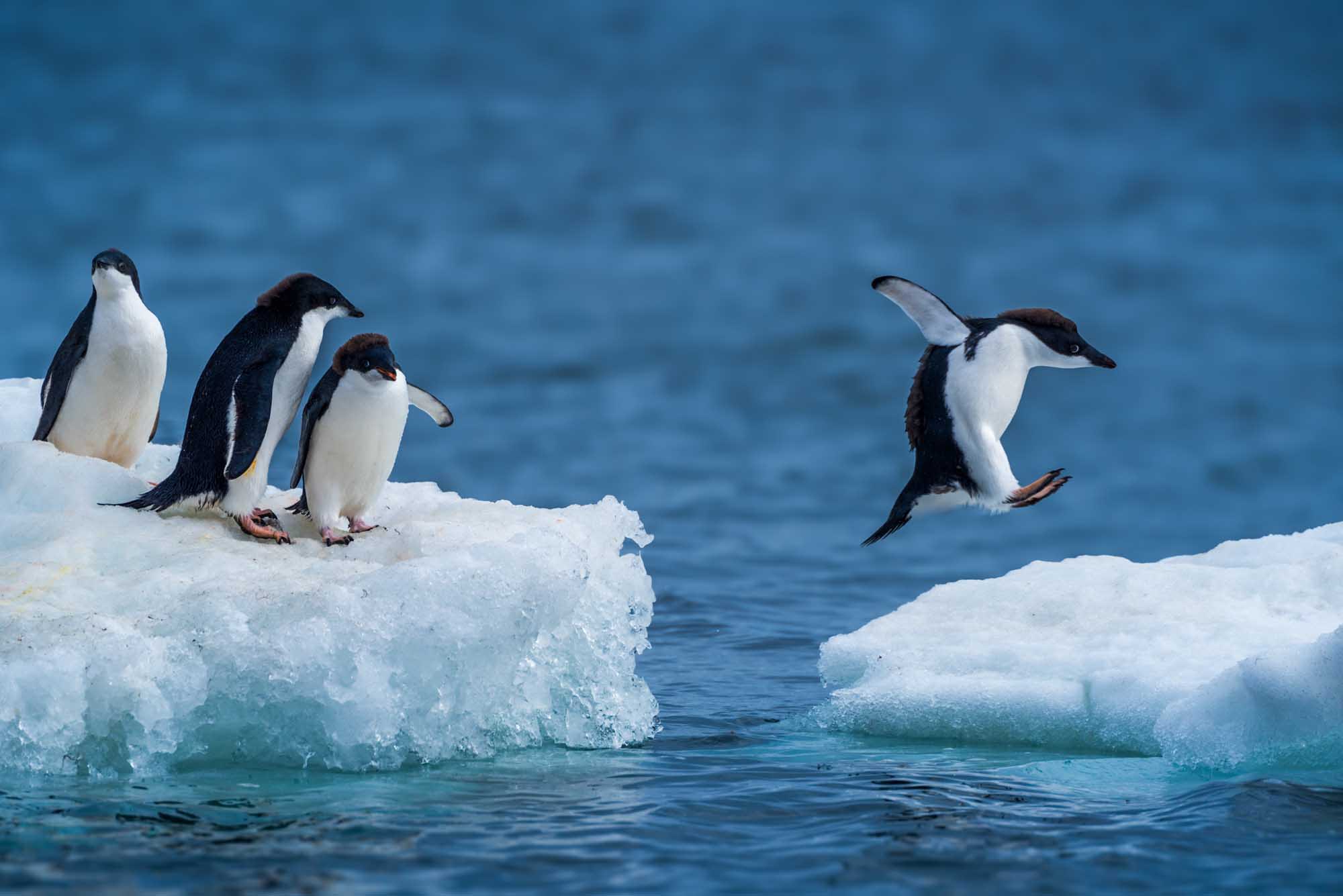 A dynamic wildlife scene capturing Adelie penguins in their natural Antarctic habitat, with one penguin mid-leap between two ice floes while three others stand on the ice. The crystal-clear blue ocean and white ice create a stunning contrast in this polar environment.