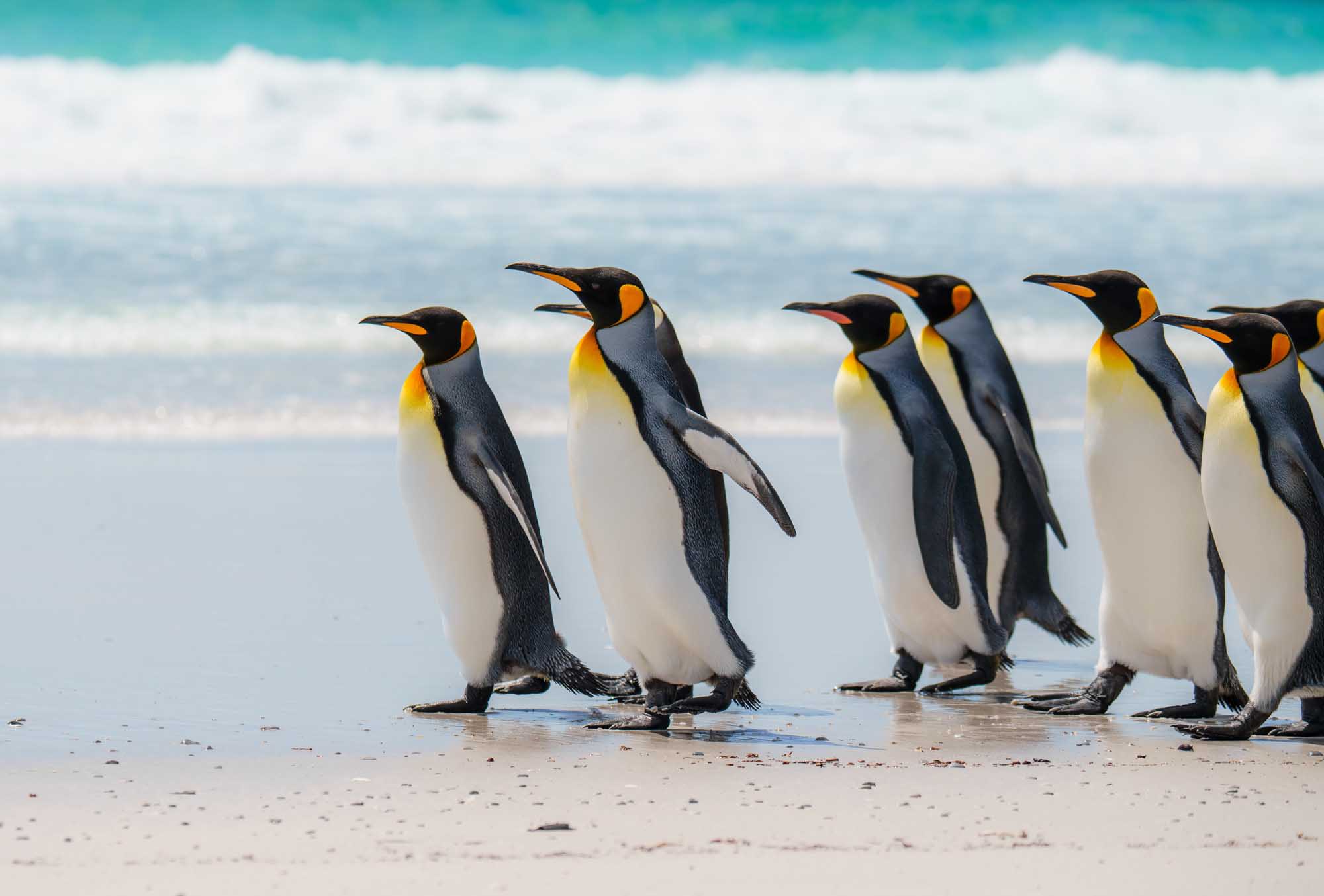A group of King Penguins waddle along a pristine sandy beach with turquoise ocean waves in the background. These distinctive flightless birds display their characteristic black and white plumage with vibrant orange and yellow markings on their heads and necks as they move together along the shoreline.