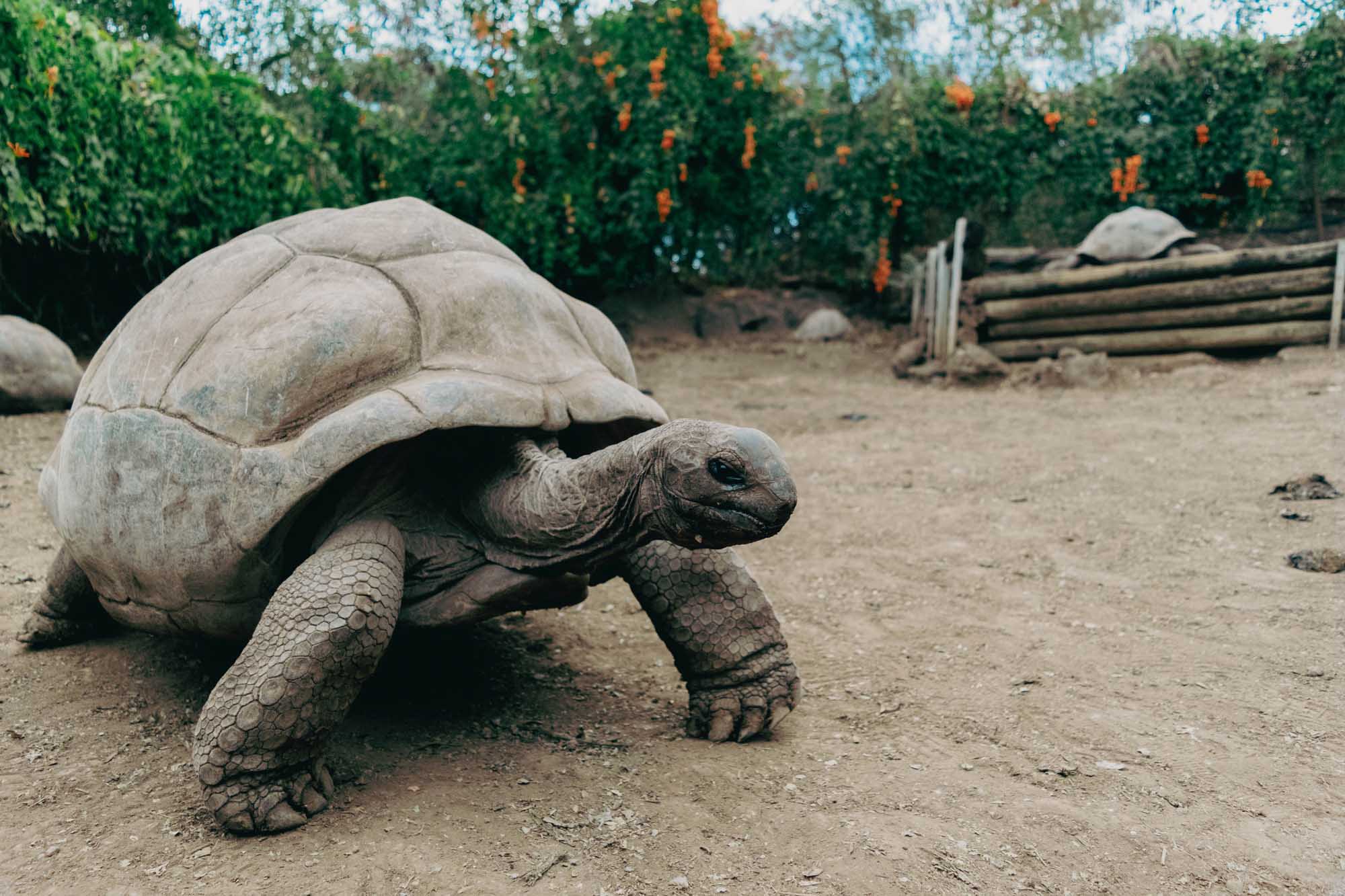 A large Galápagos giant tortoise slowly traverses sandy terrain in an enclosure surrounded by lush