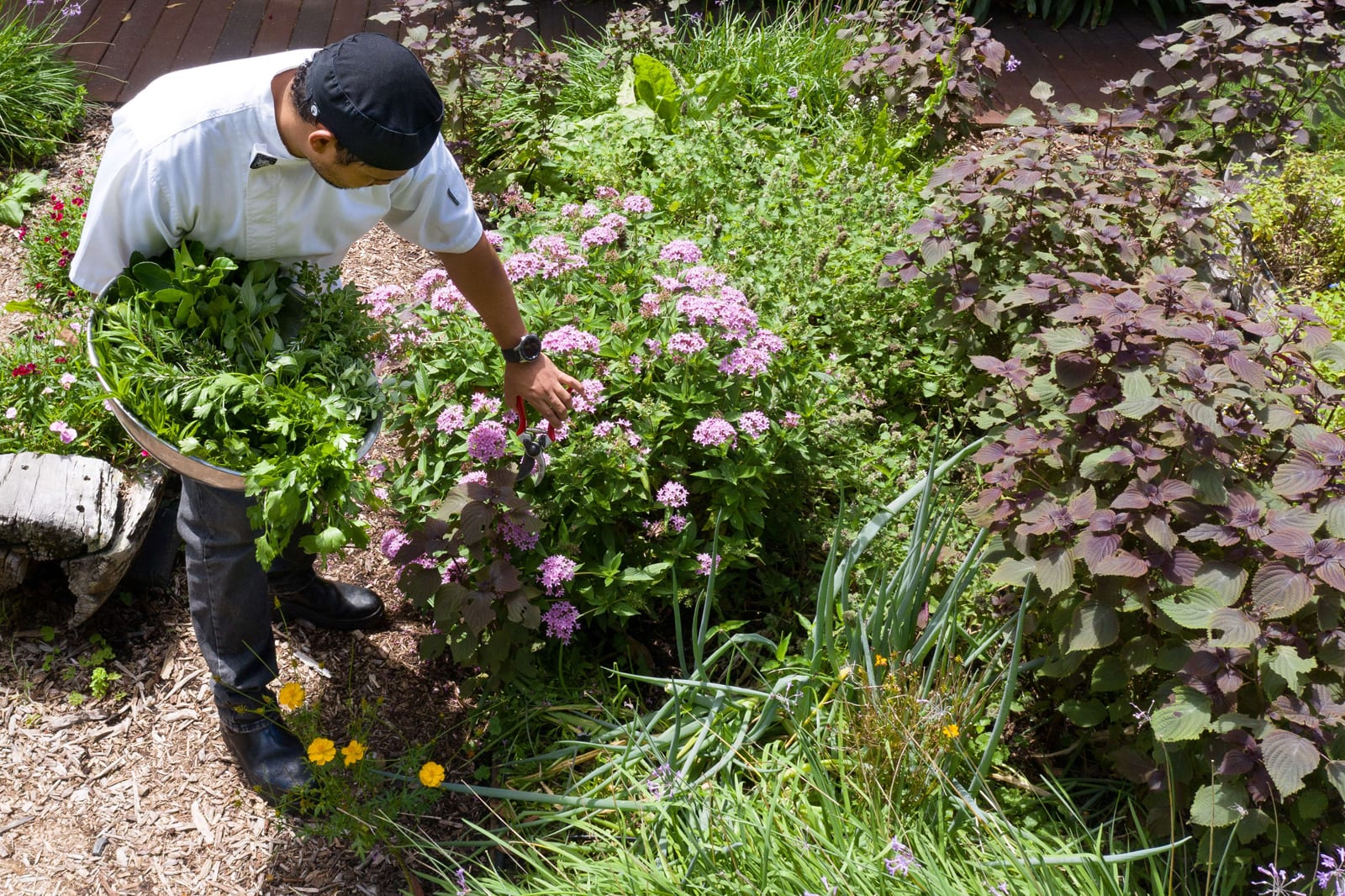 Gardener tending purple flowering plants in lush herb and vegetable garden bed