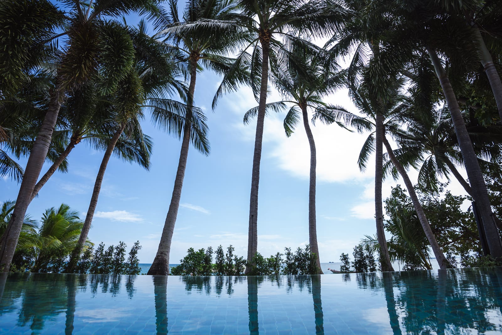 Tall palm trees reflected in a calm infinity pool overlooking the ocean