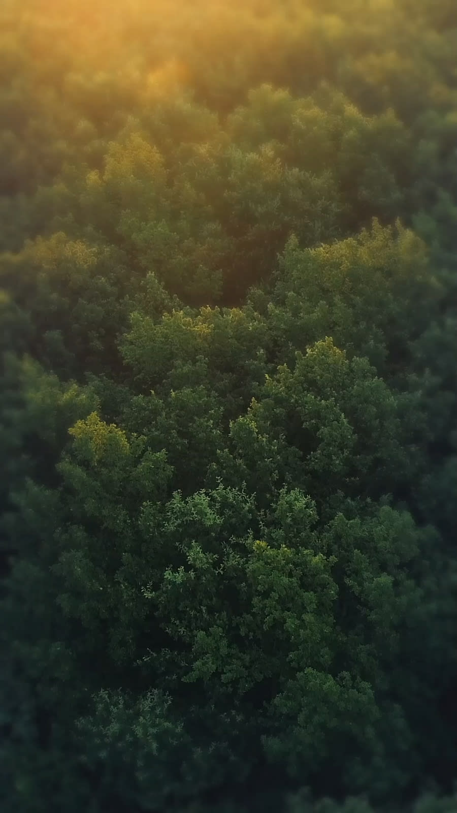 Aerial view of dense forest canopy with golden sunlight filtering through green treetops