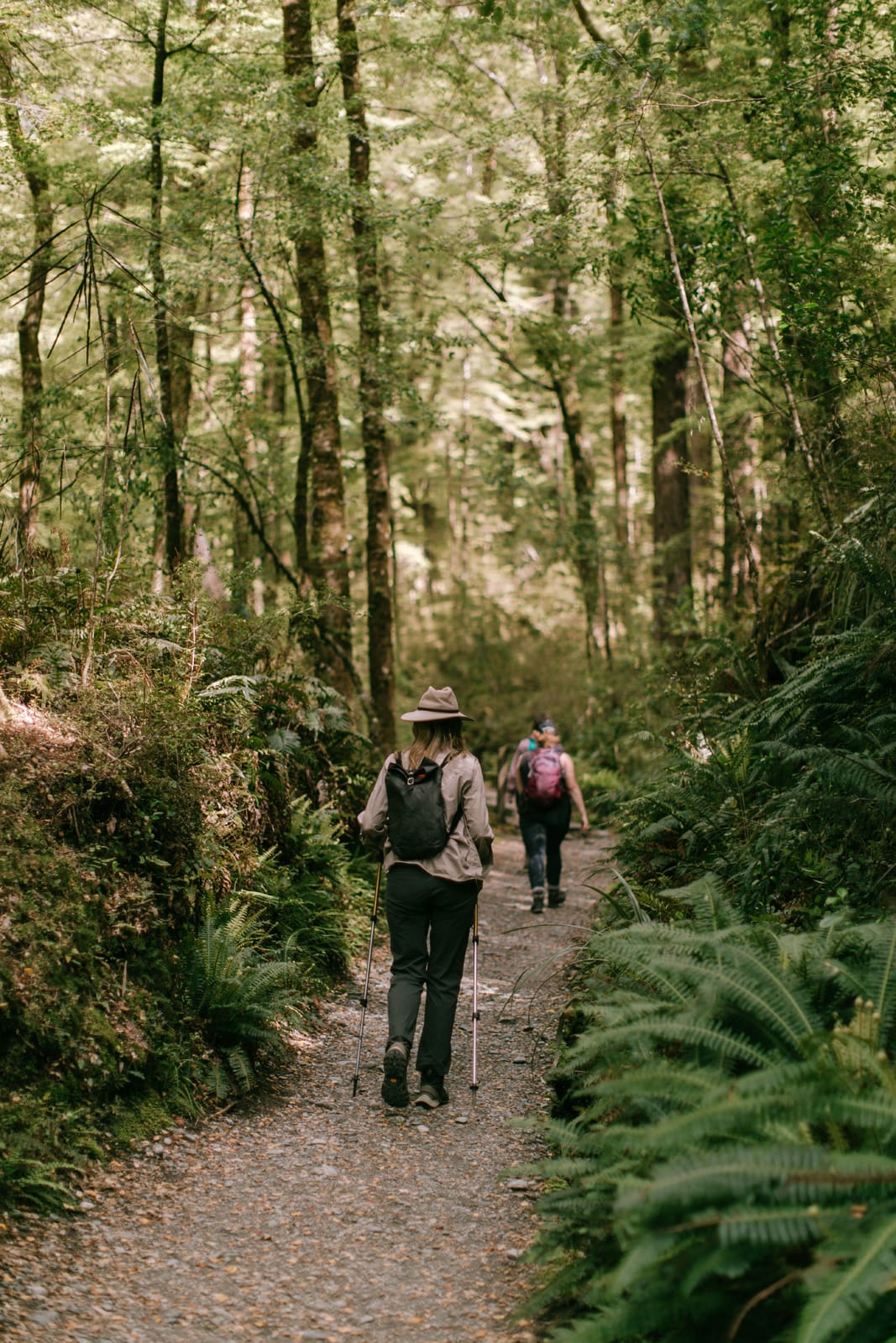 Hikers with trekking poles walking on a forest trail lined with ferns and tall trees