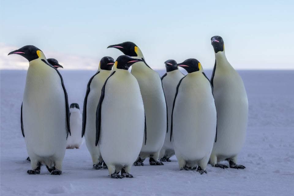 A group of majestic Emperor penguins standing together on a frozen Antarctic ice shelf with the ocean visible in the background. These flightless birds display their distinctive black and white plumage with characteristic yellow ear patches, representing one of the most iconic wildlife experiences available to cruise passengers visiting polar regions.