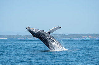 A magnificent humpback whale performs a dramatic breach in clear blue ocean waters, with its body