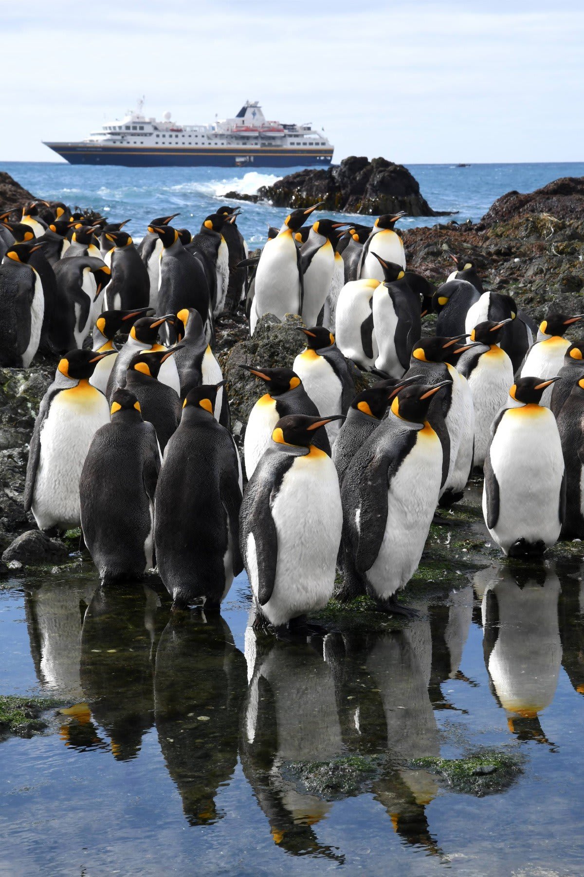 A large colony of King Penguins gathered on rocky Antarctic shores with their distinctive black