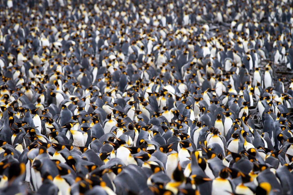 A vast congregation of thousands of King Penguins gathered together, displaying their distinctive